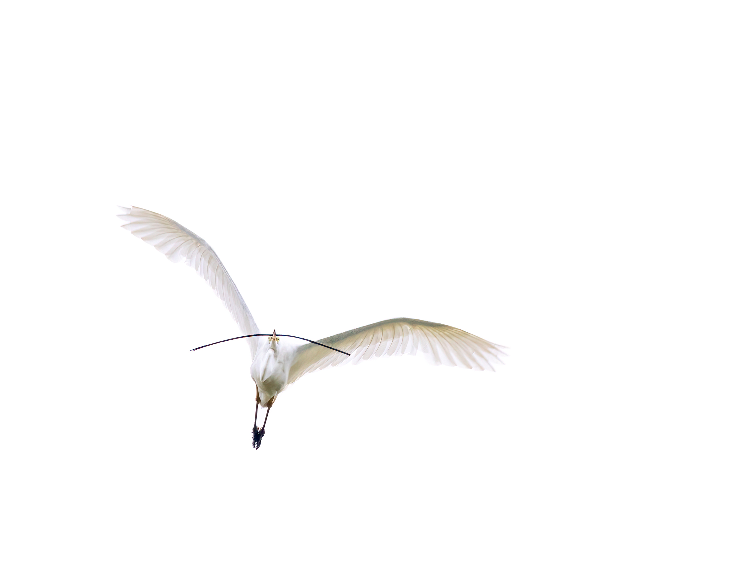Bianco su bianco