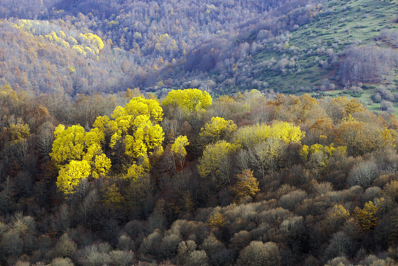 Last autumn colors
