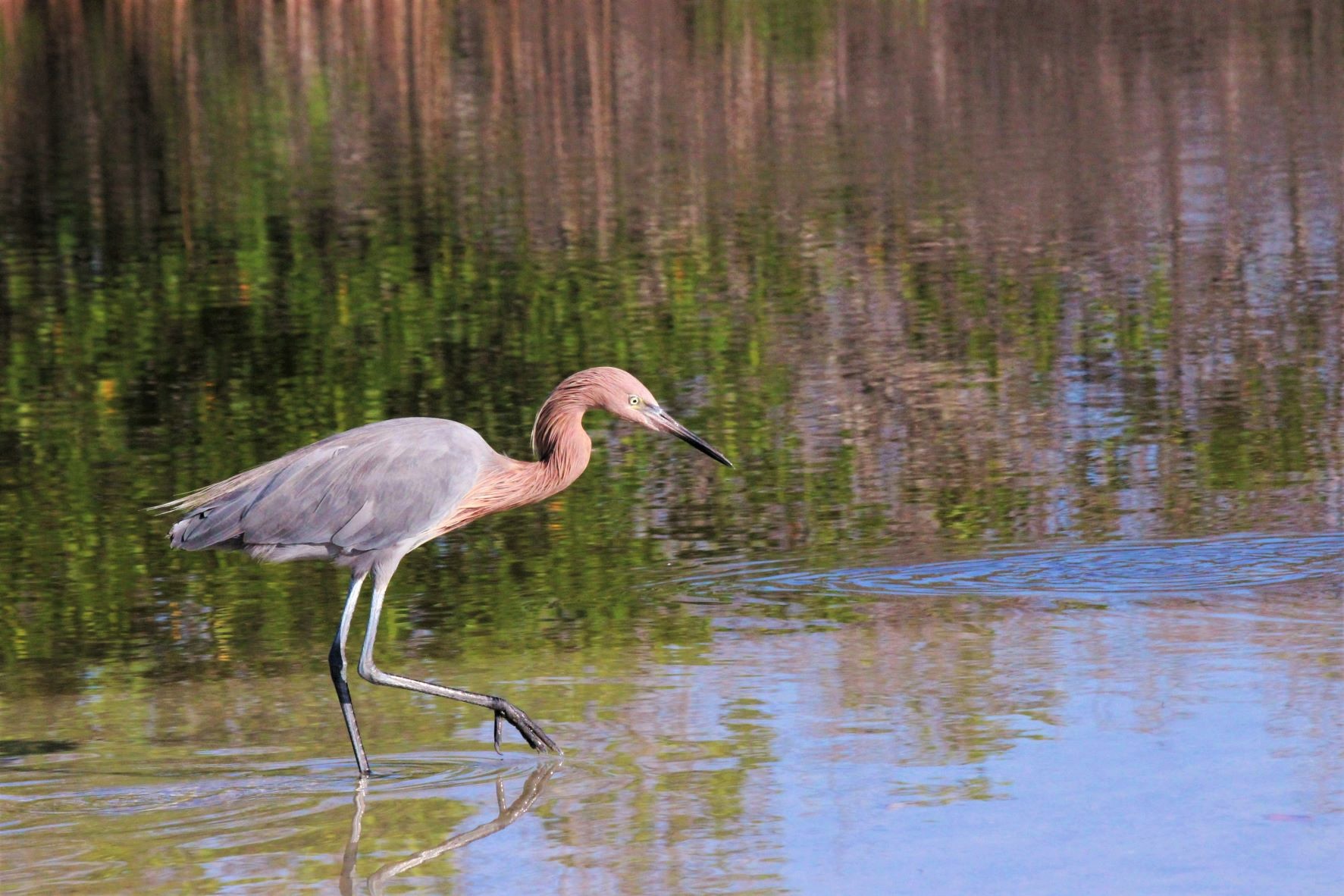 Caribbean reddish dancer