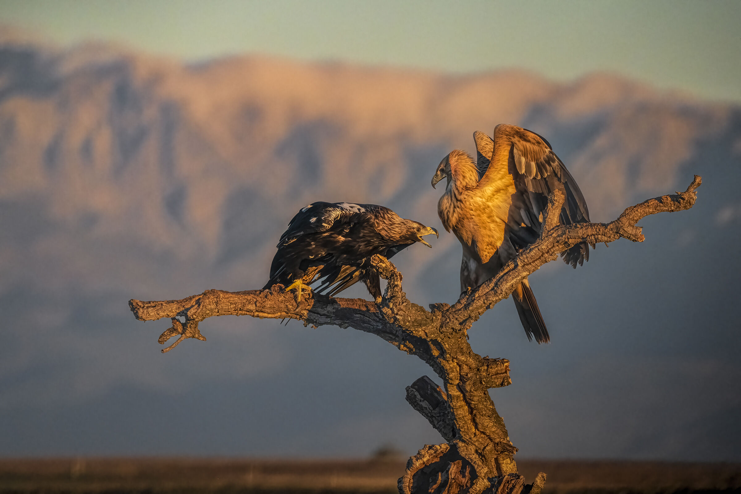 aquila imperiale  adulto e giovane battibecco