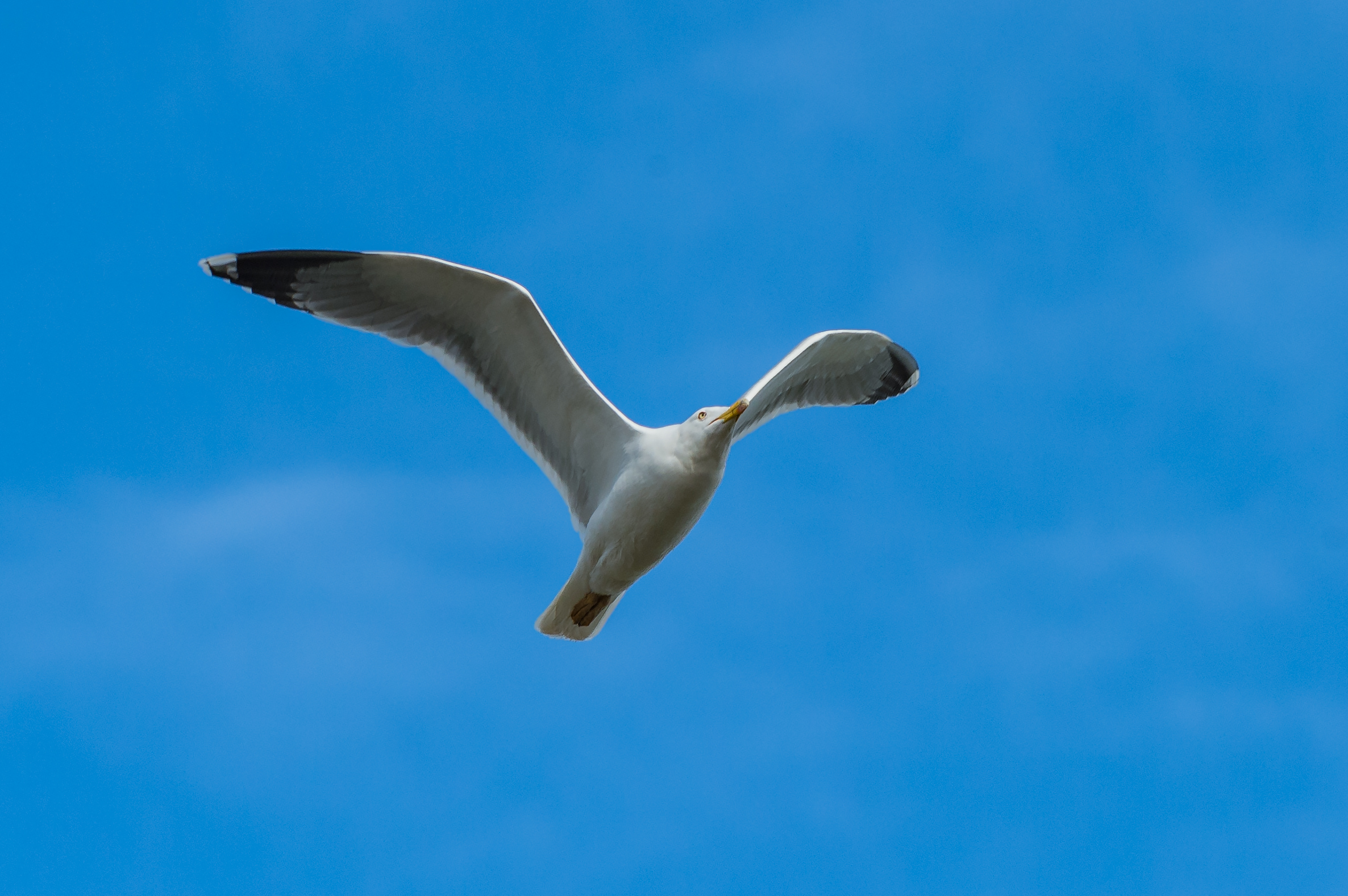 Gull
