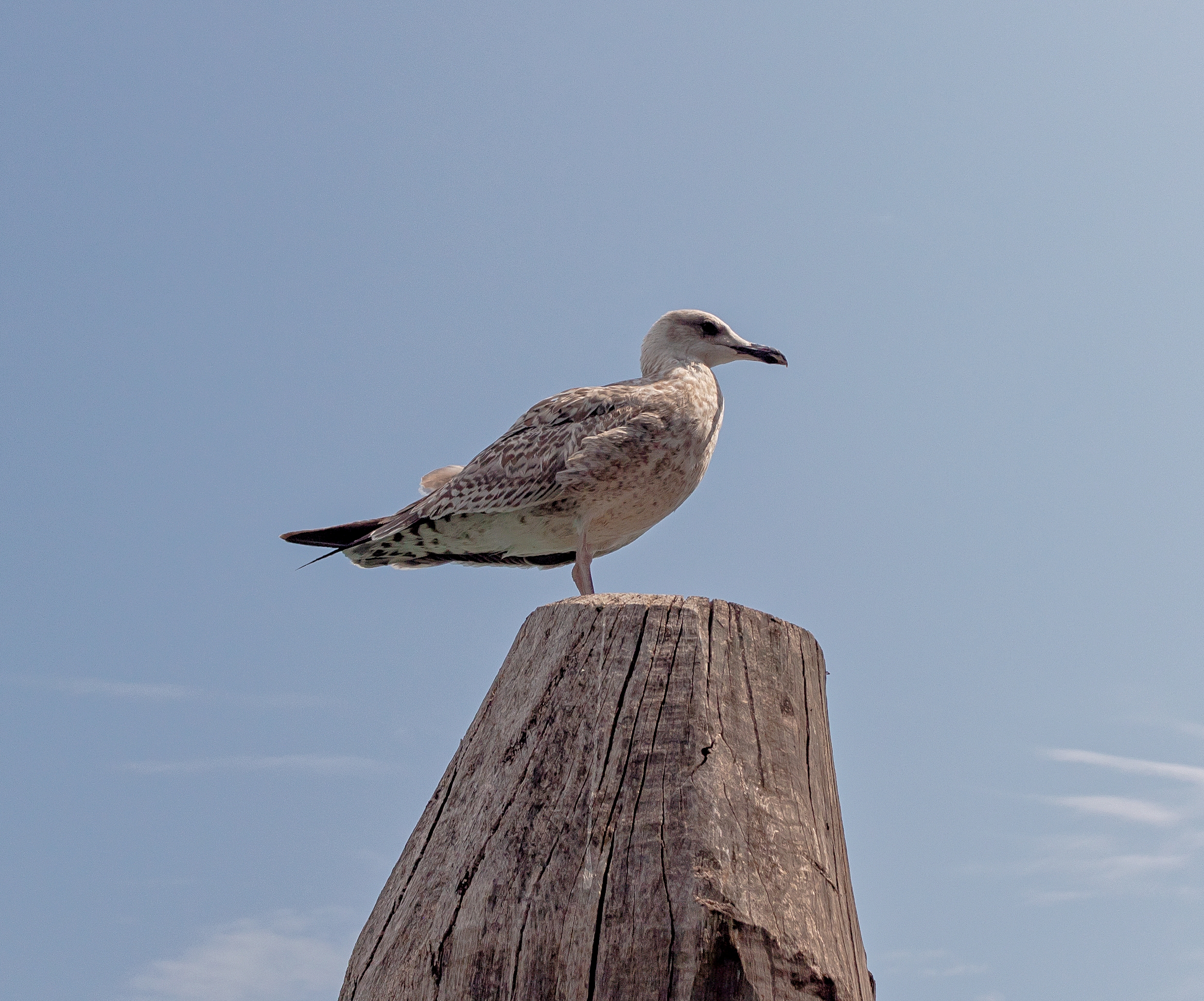 Gabbiano Reale Isola Giudecca Venezia 24/08/2019