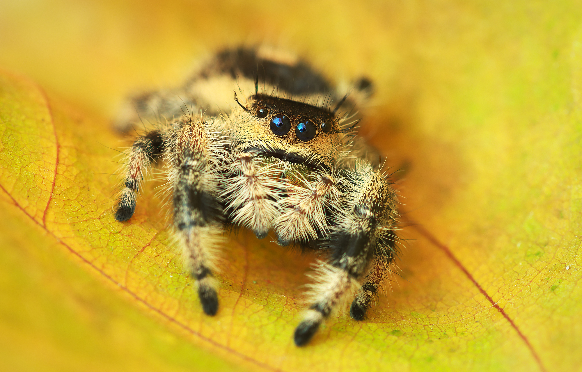 Phidippus regius Apalachicola