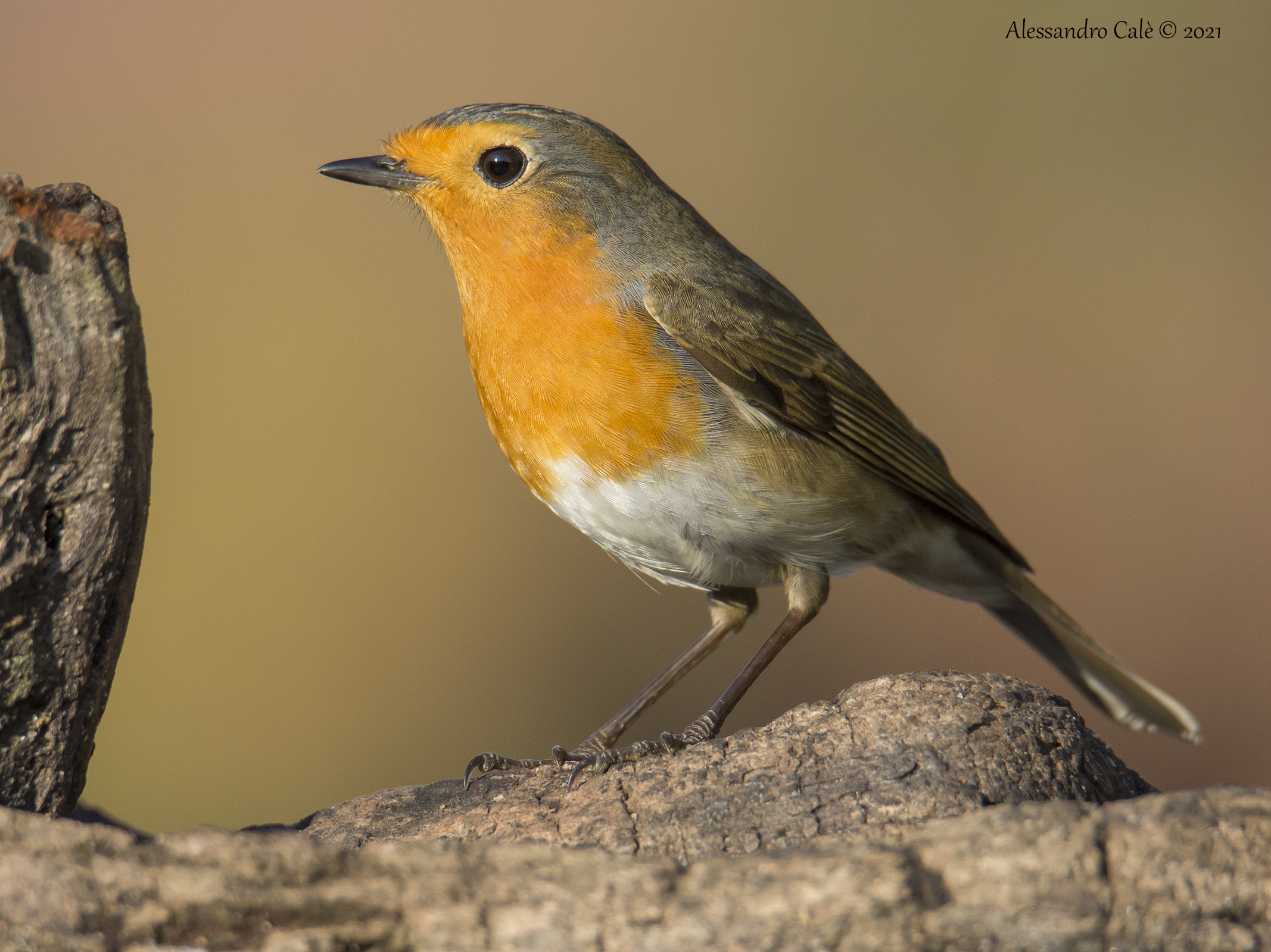 Erithacus nubecola (Petirosso) 0177