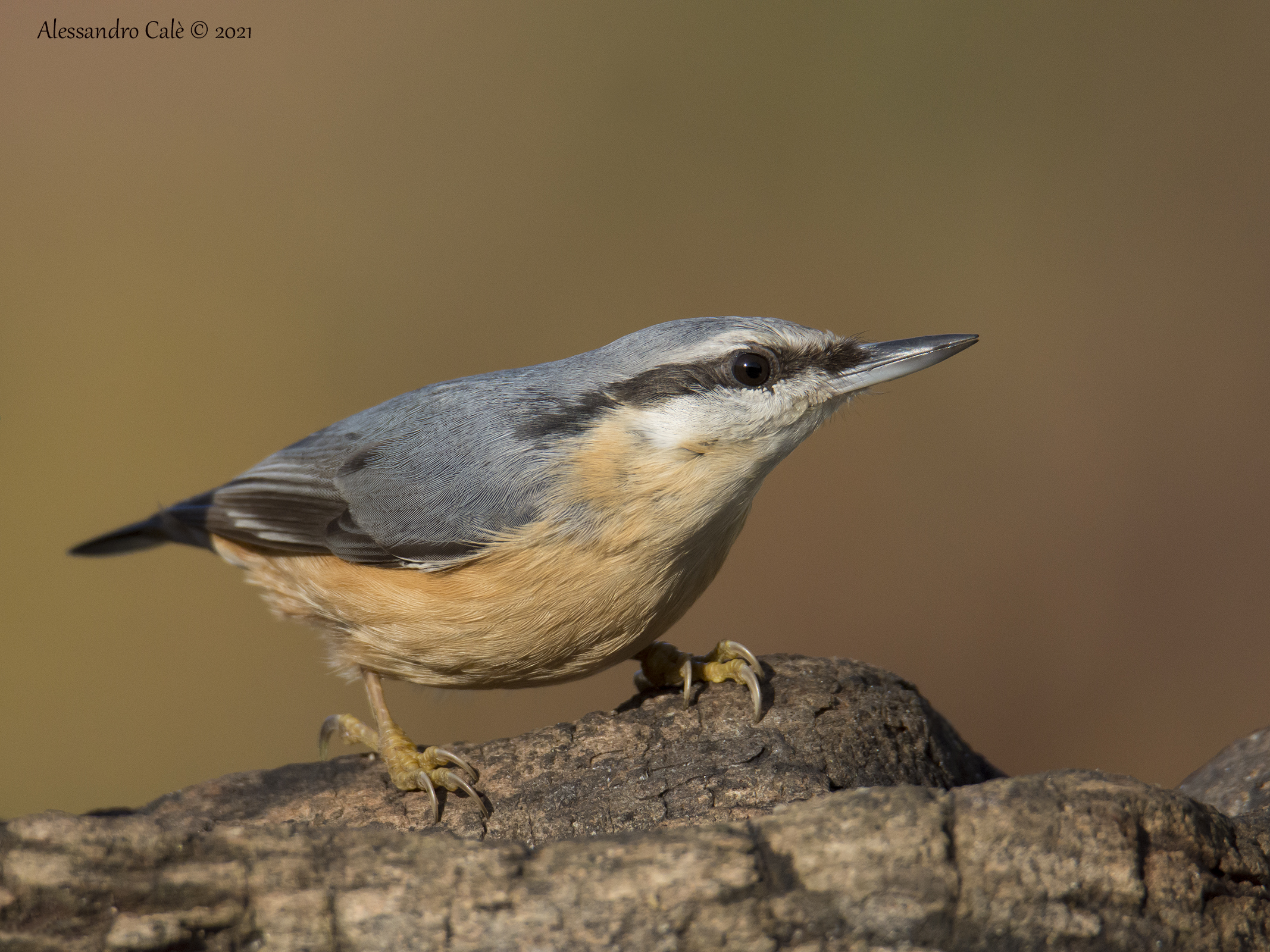 Sitta europea (Picchio muratore) 0109