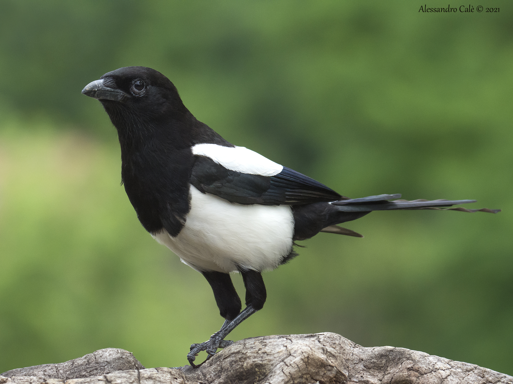 Pica pica (Gazza) 8353