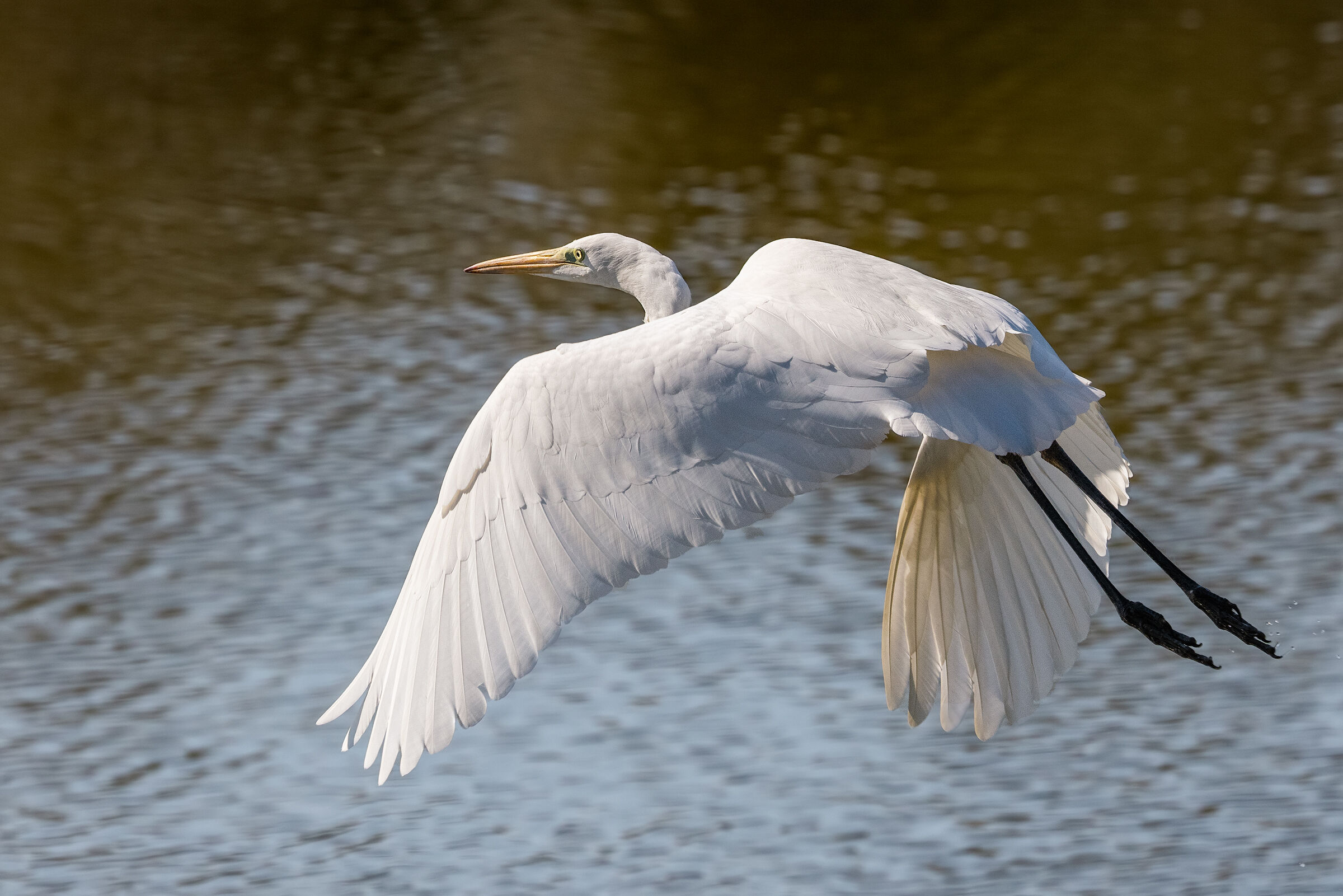 Great white heron n.5