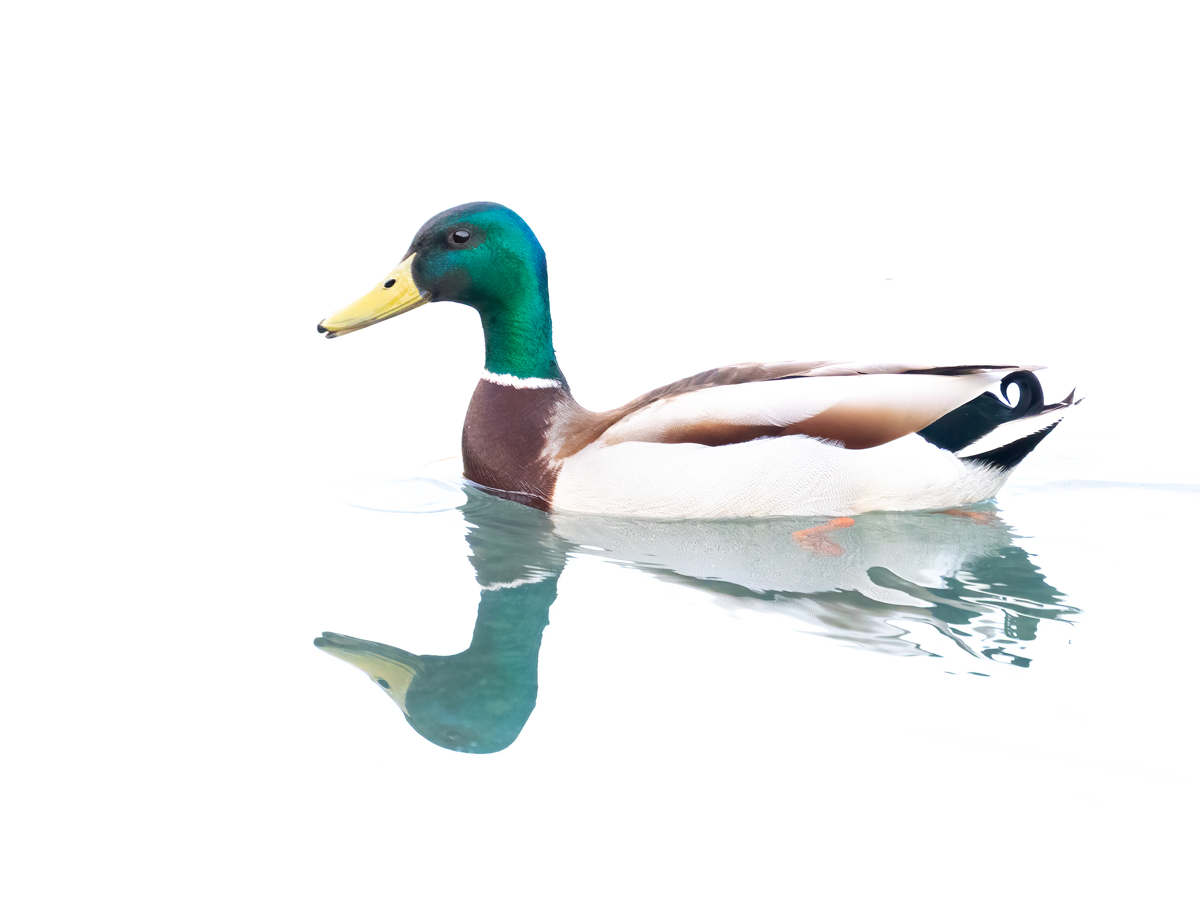 Riflesso germano reale