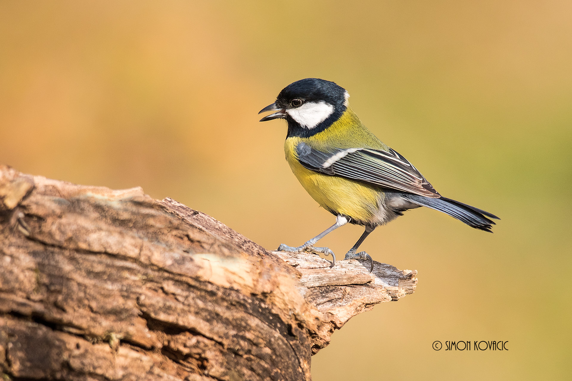 Parus maggiore
