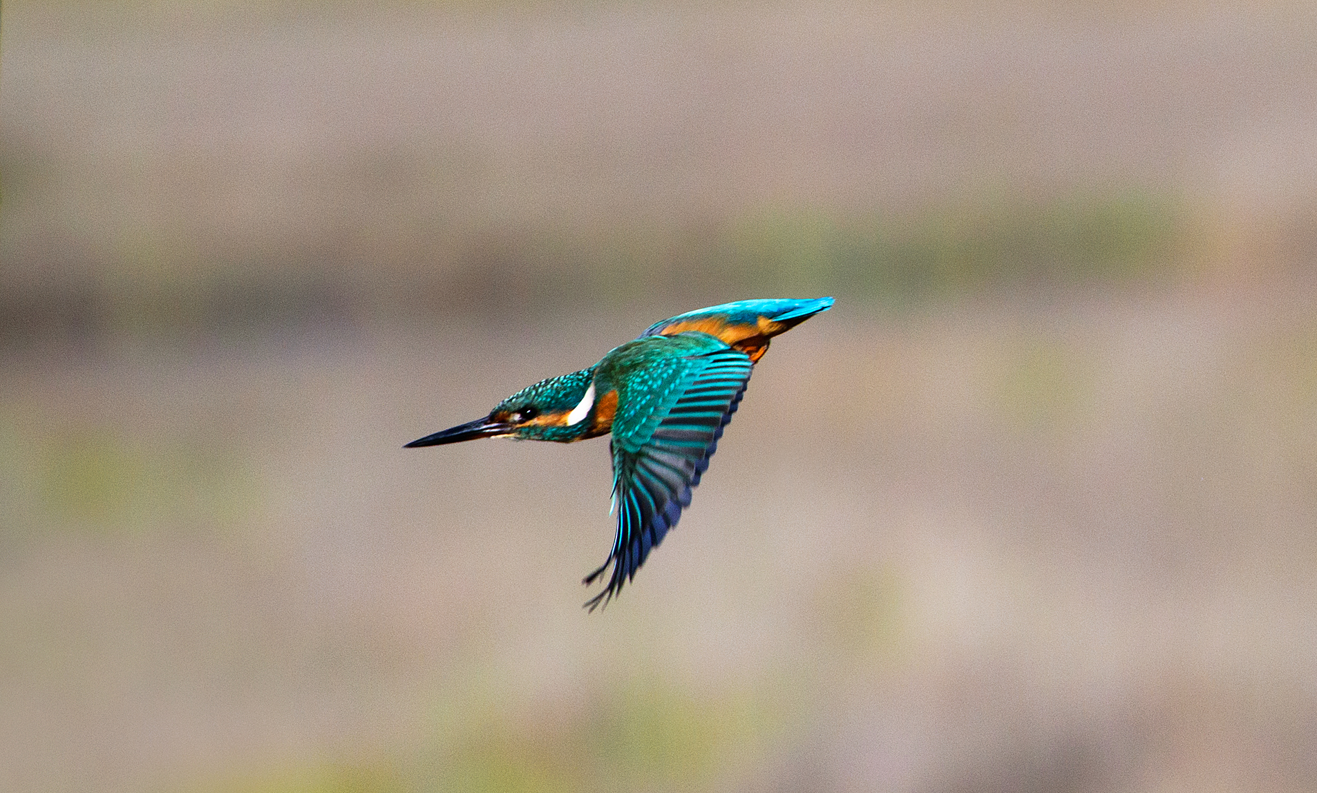 Kingfisher