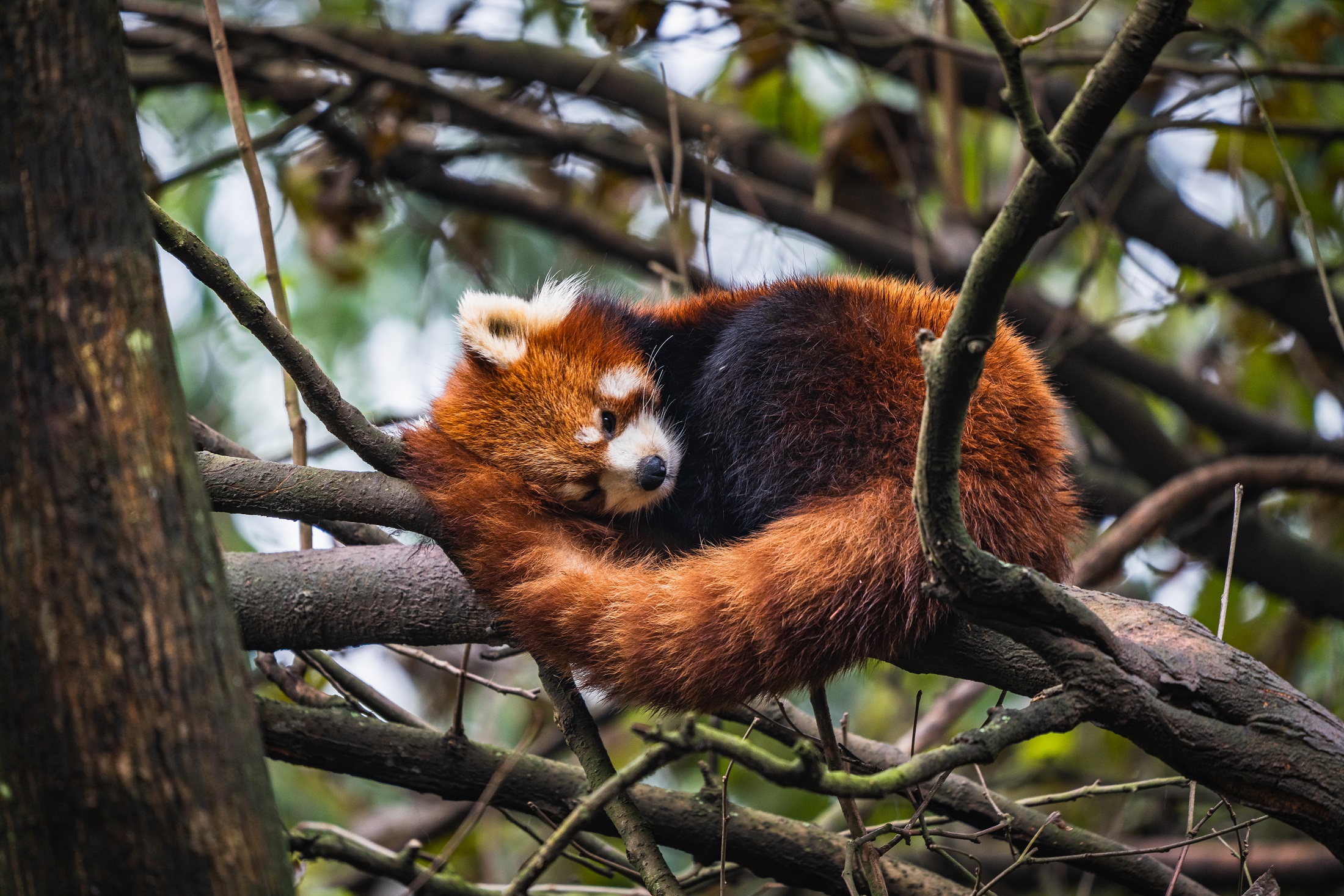 Red Panda