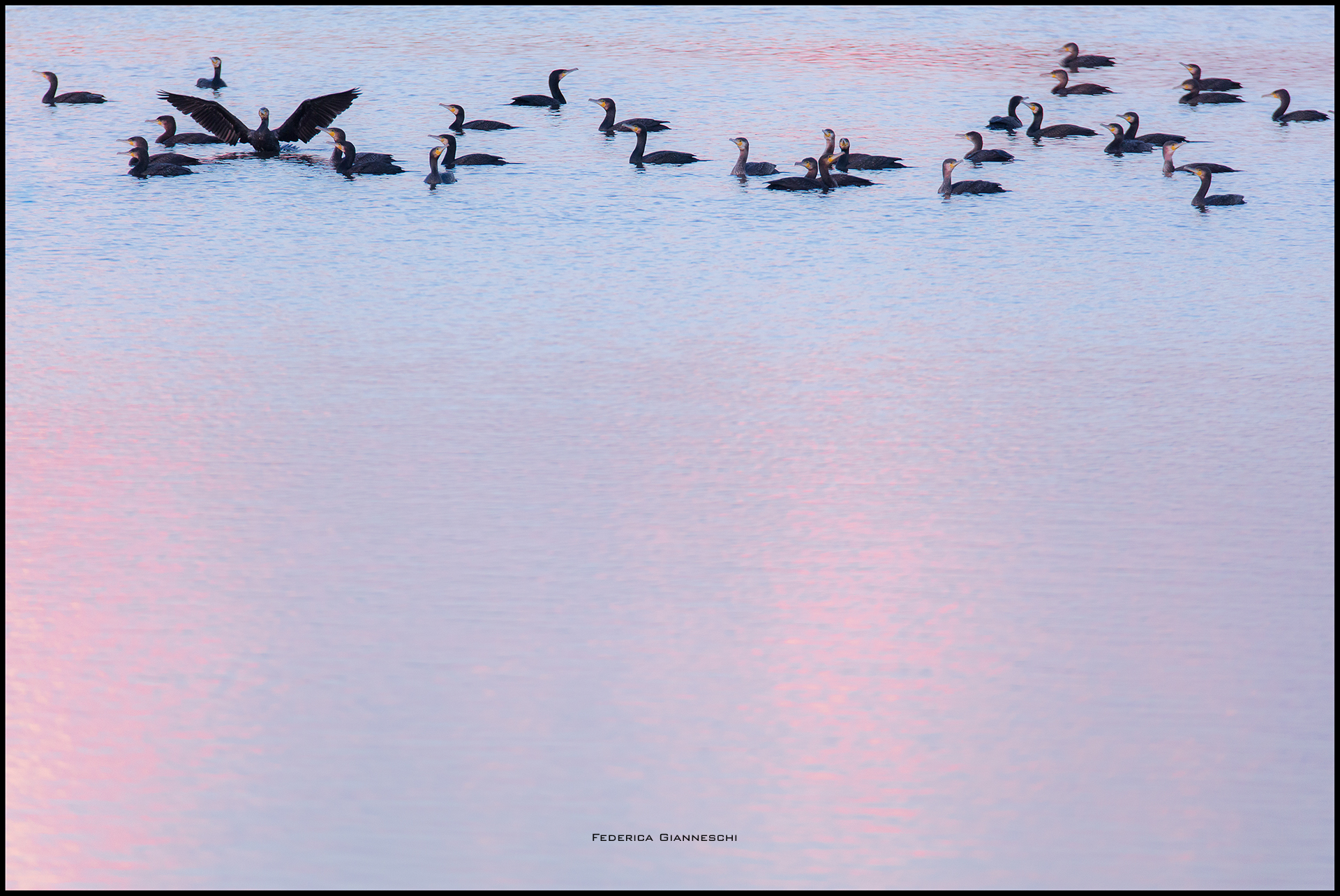 Cormorants on the lake