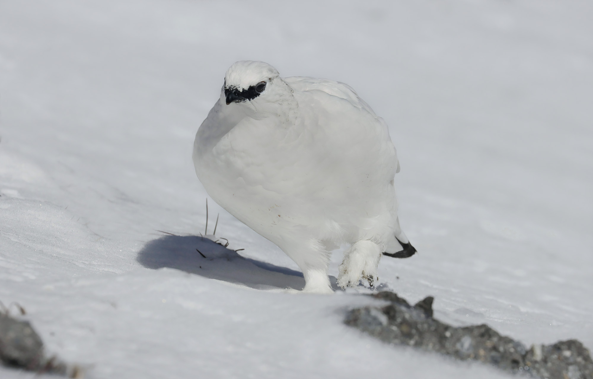 risalita rapida, pernice bianca