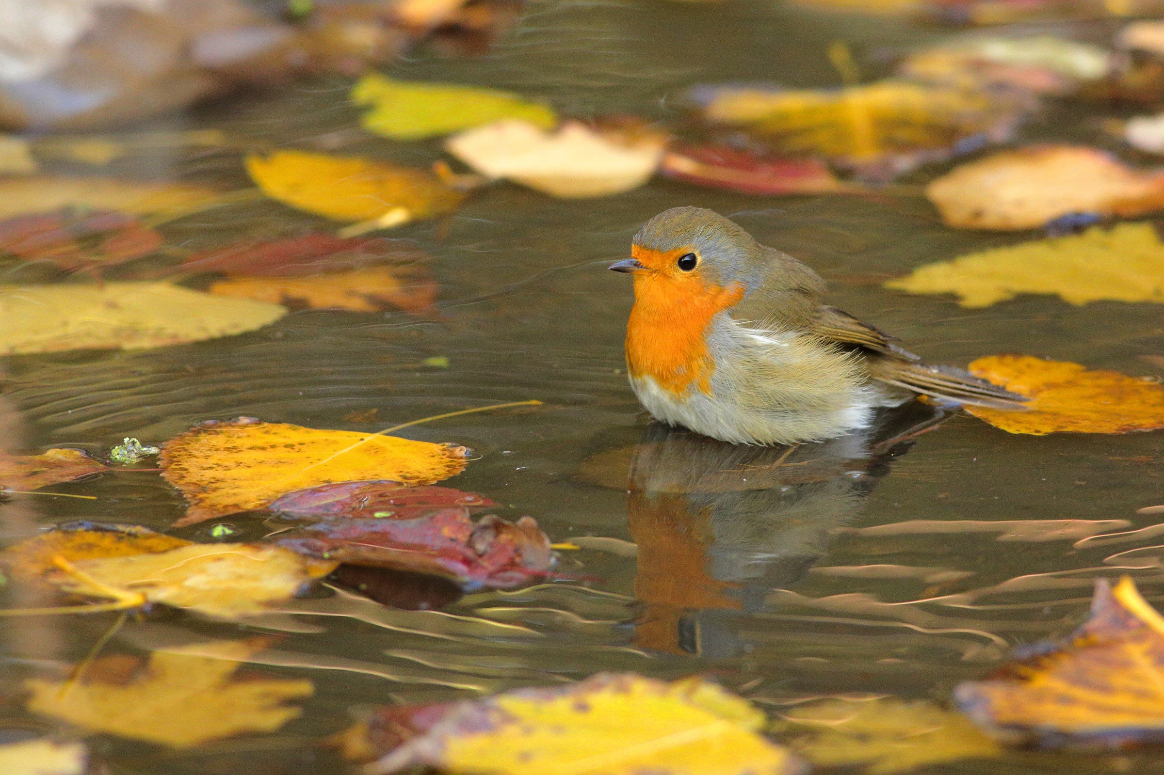 Erithacus rubecula    o pettirosso