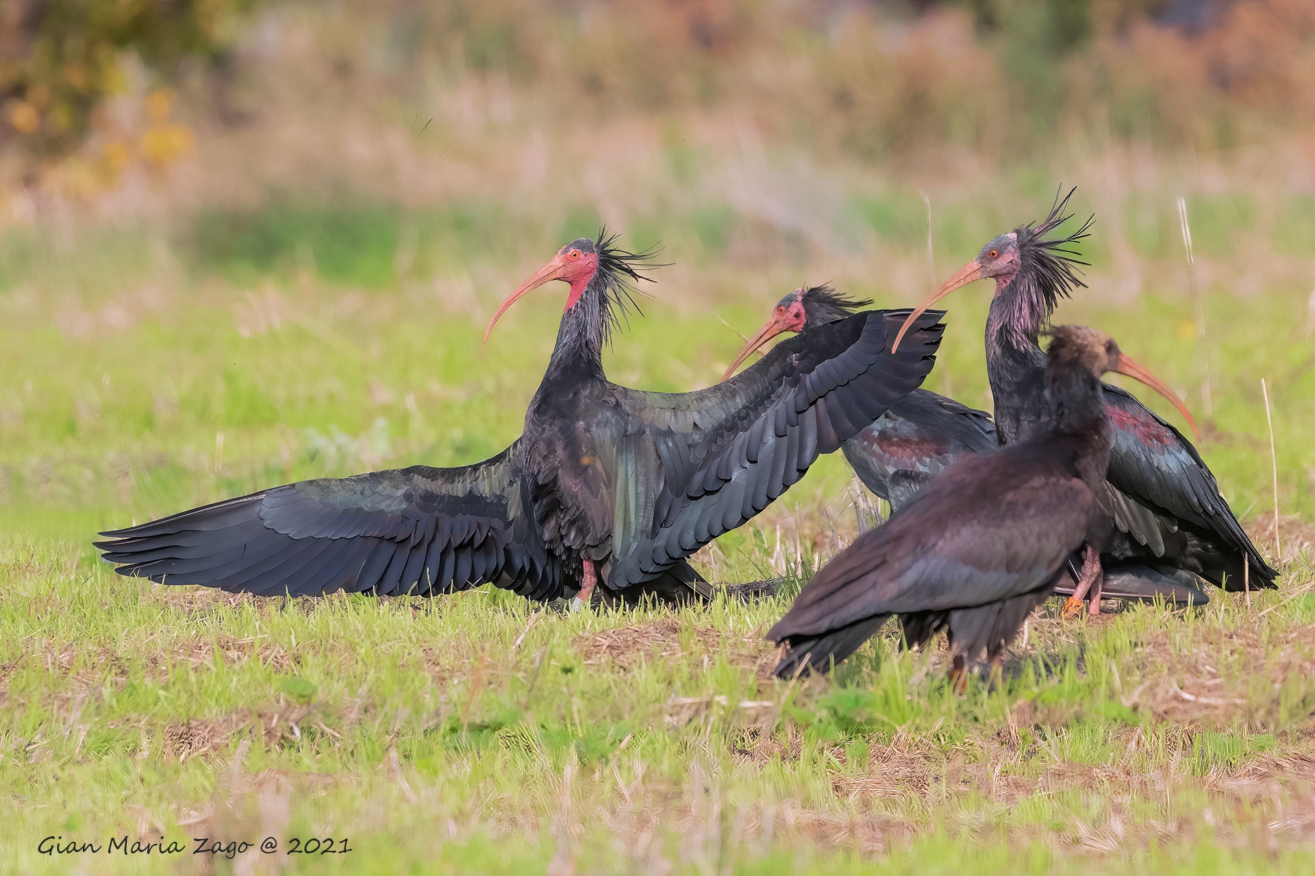 The sunbathing of the hermit ibis