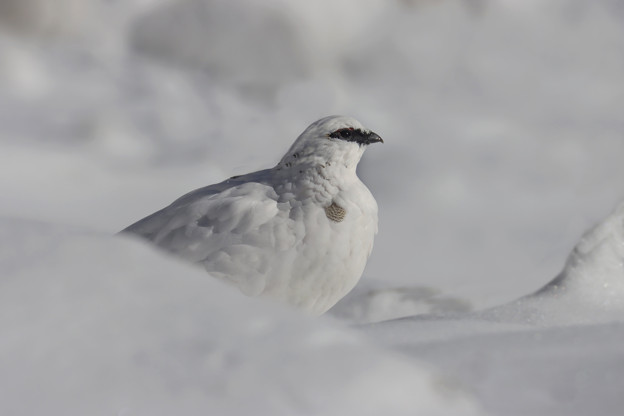 molta neve con pernice bianca