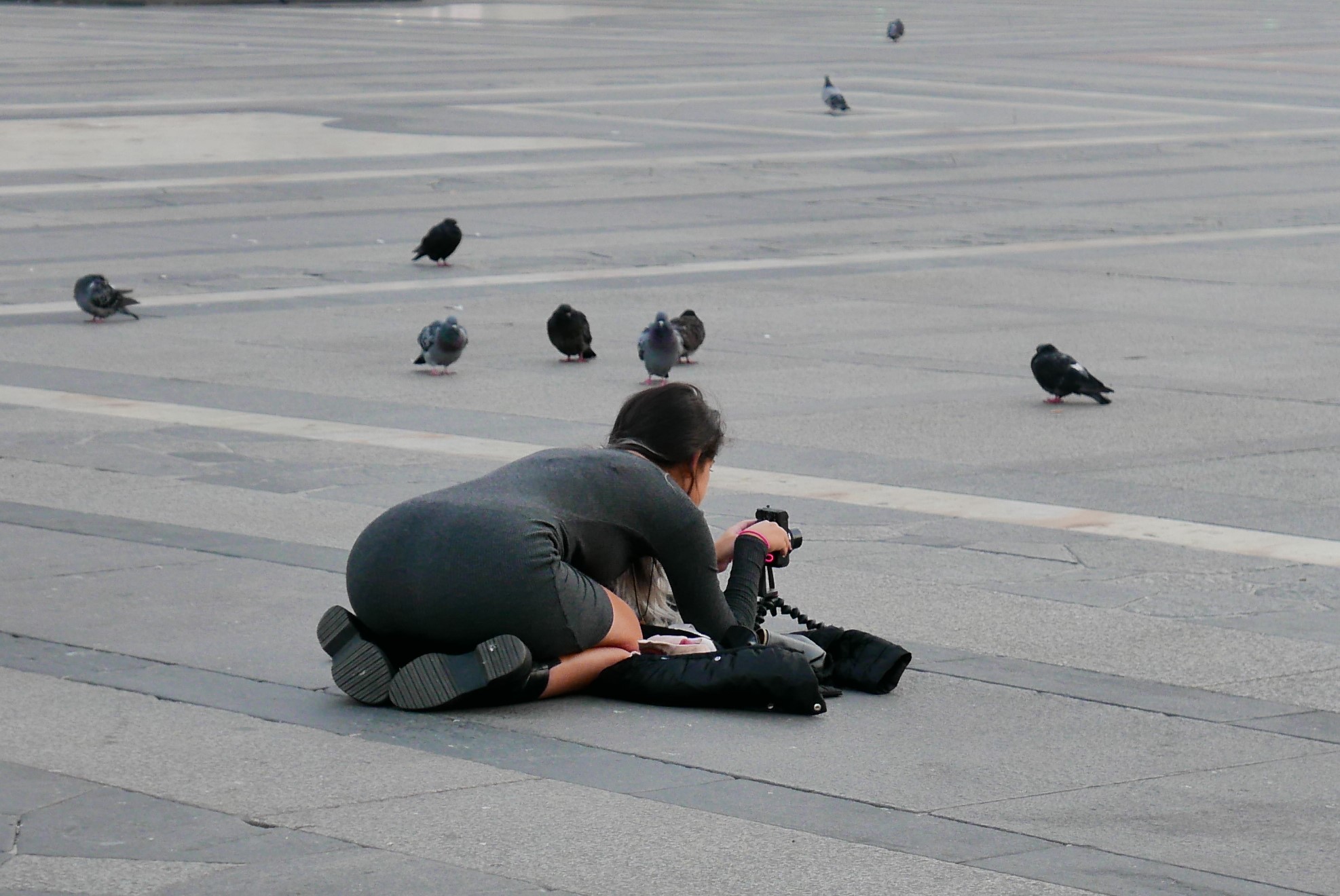 The curiosity of pigeons .......