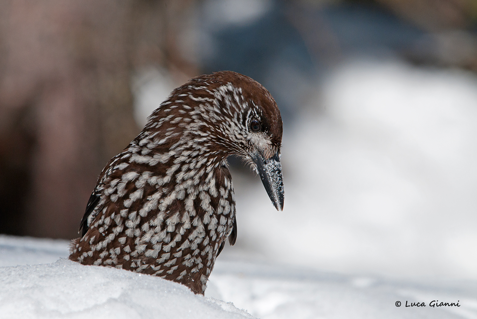 Nutcracker in the snow