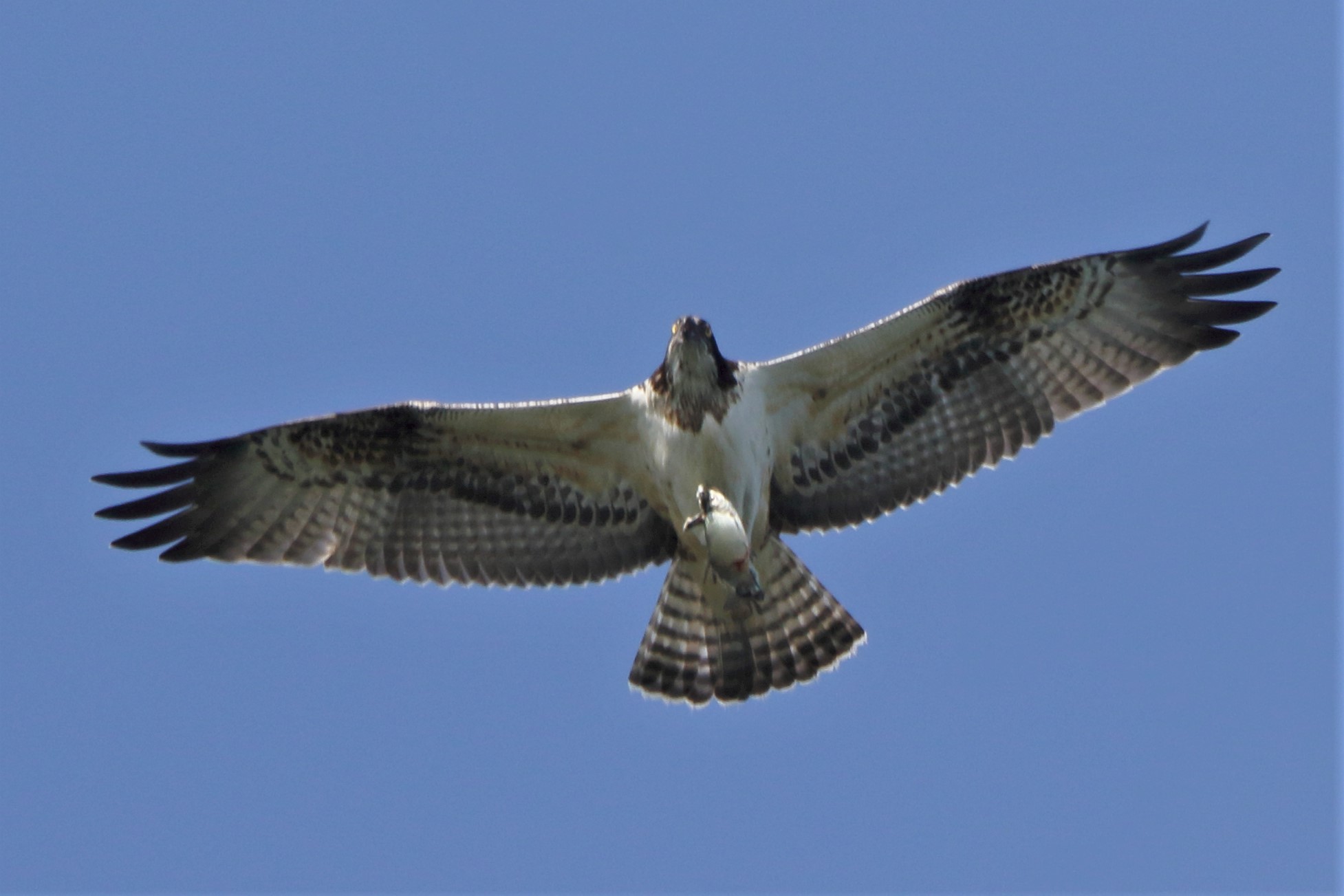 Osprey with prey 253