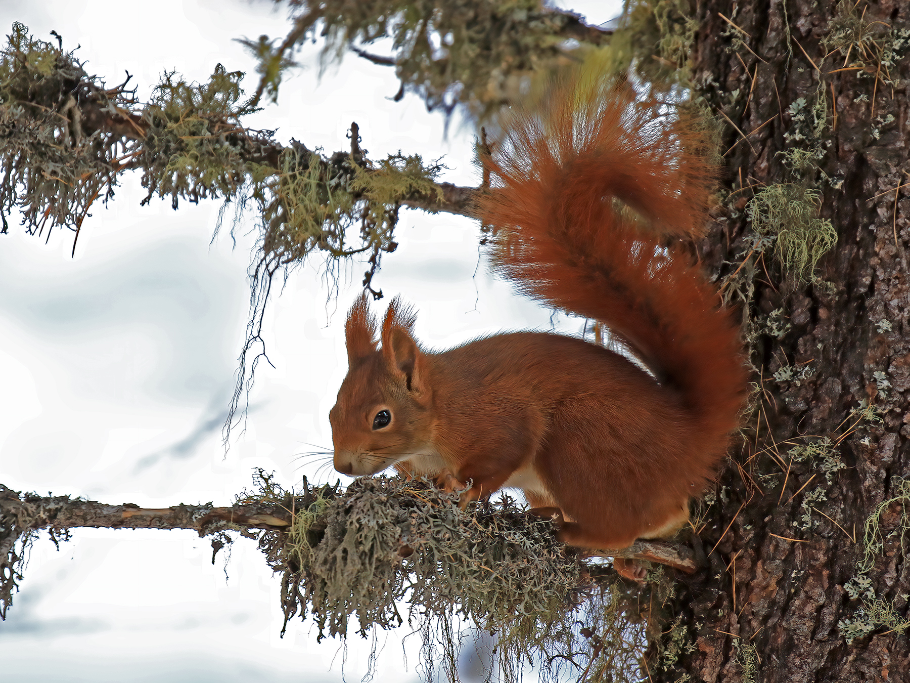 Red squirrel