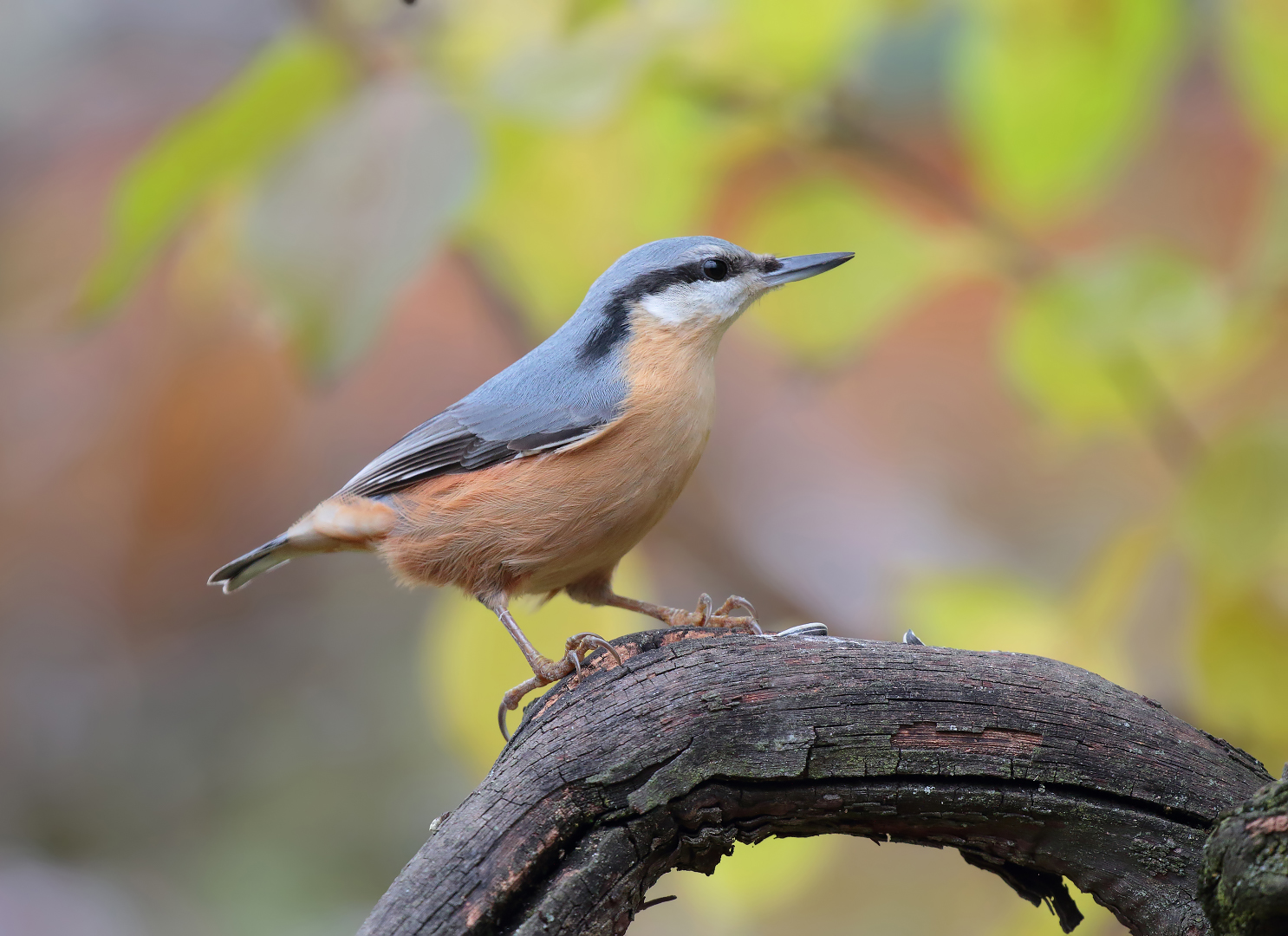 Wood nuthatch