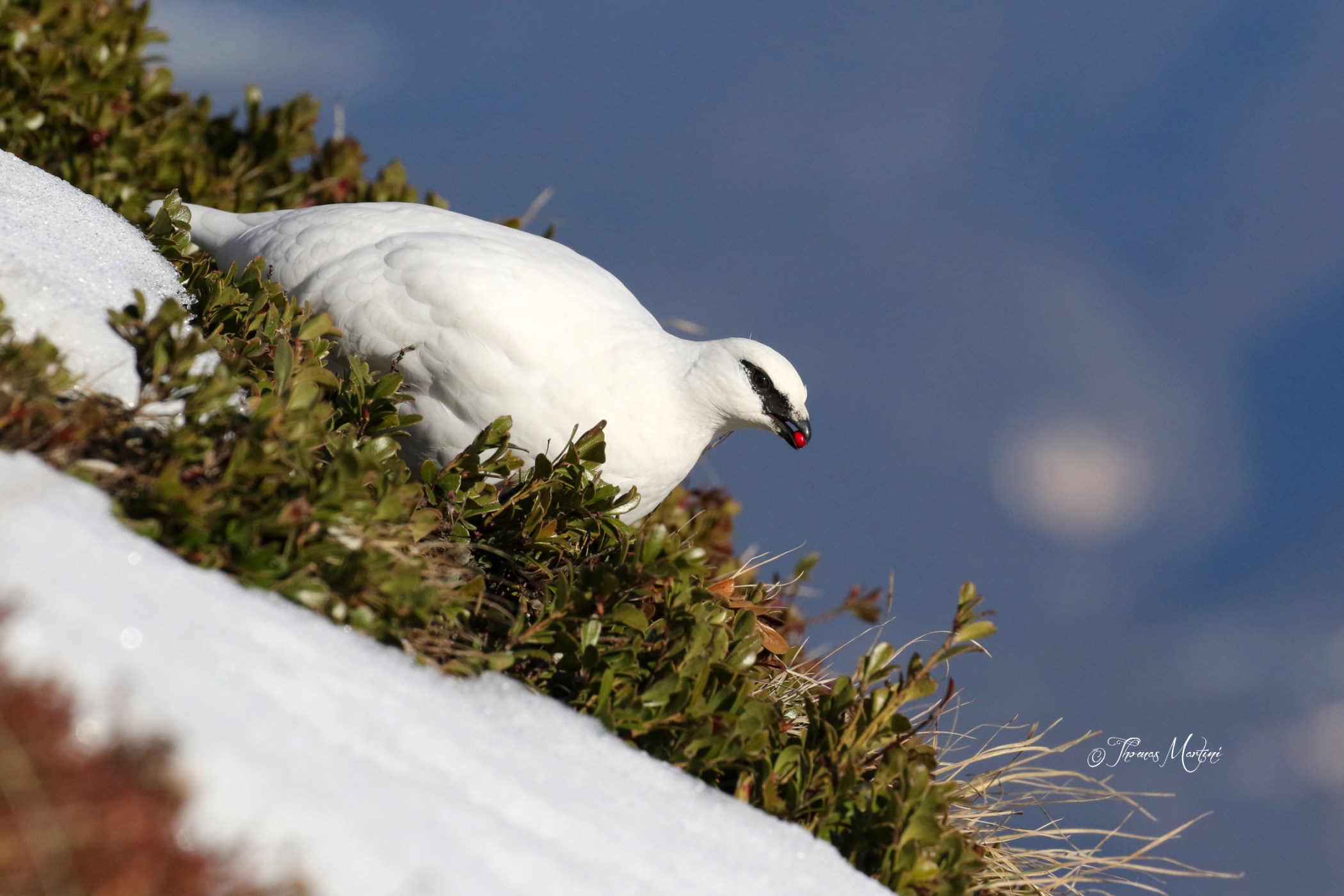 La Bianca e il Rosso