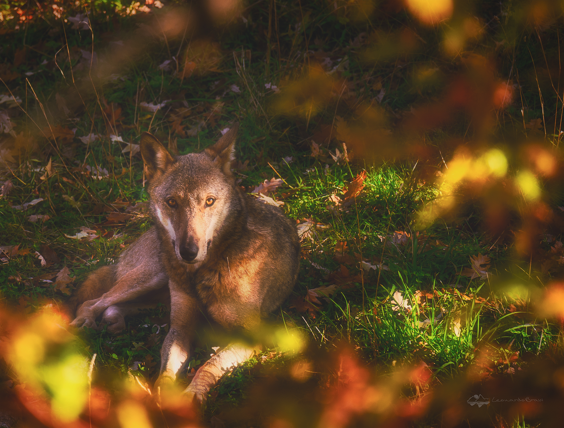 Wolf