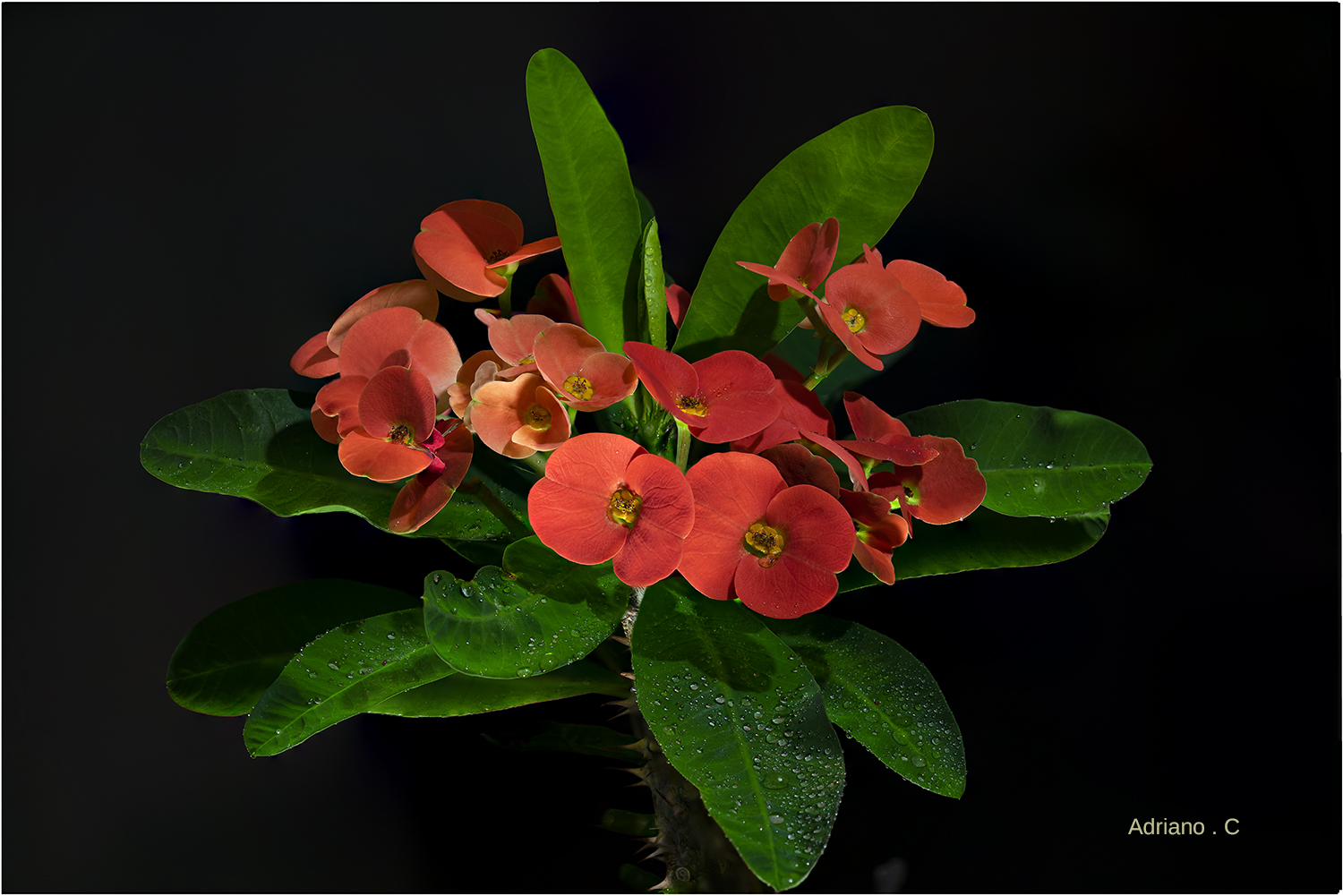 Spine di Cristo, 4°