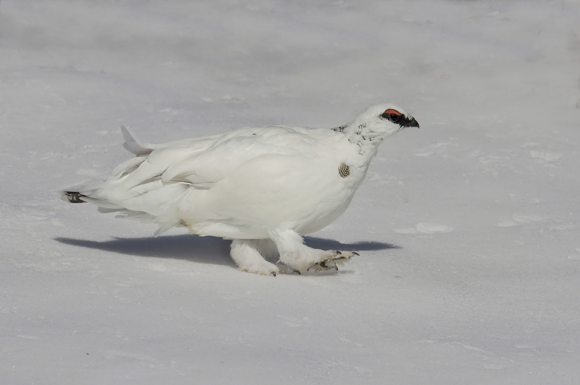 passeggiata solitaria, pernice bianca