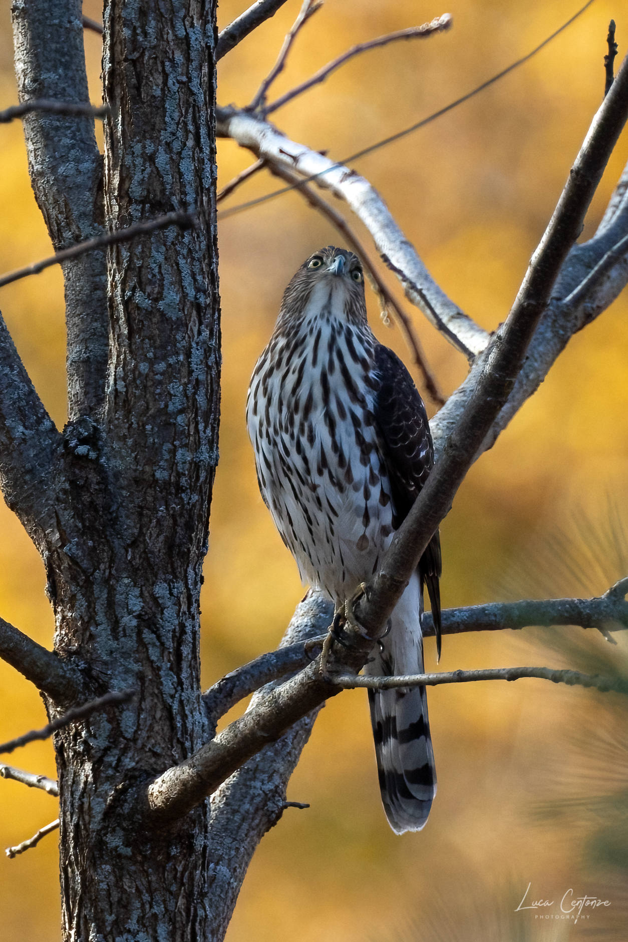 Cooper's Hawk (Accipiter cooperii)