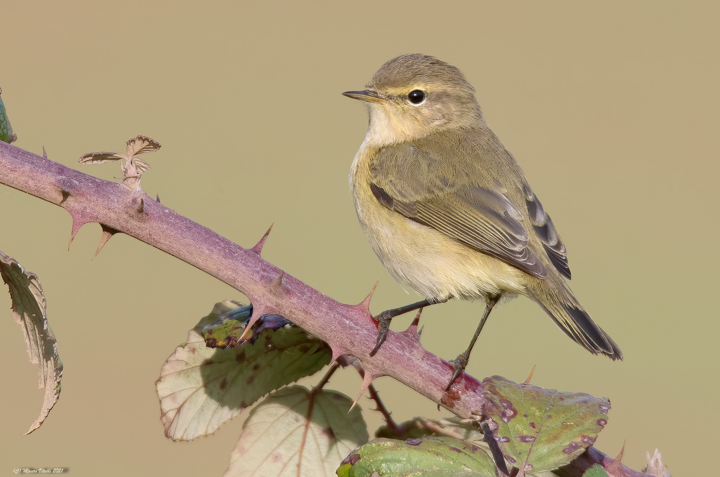 Luì Piccolo (Phylloscopus collybita)