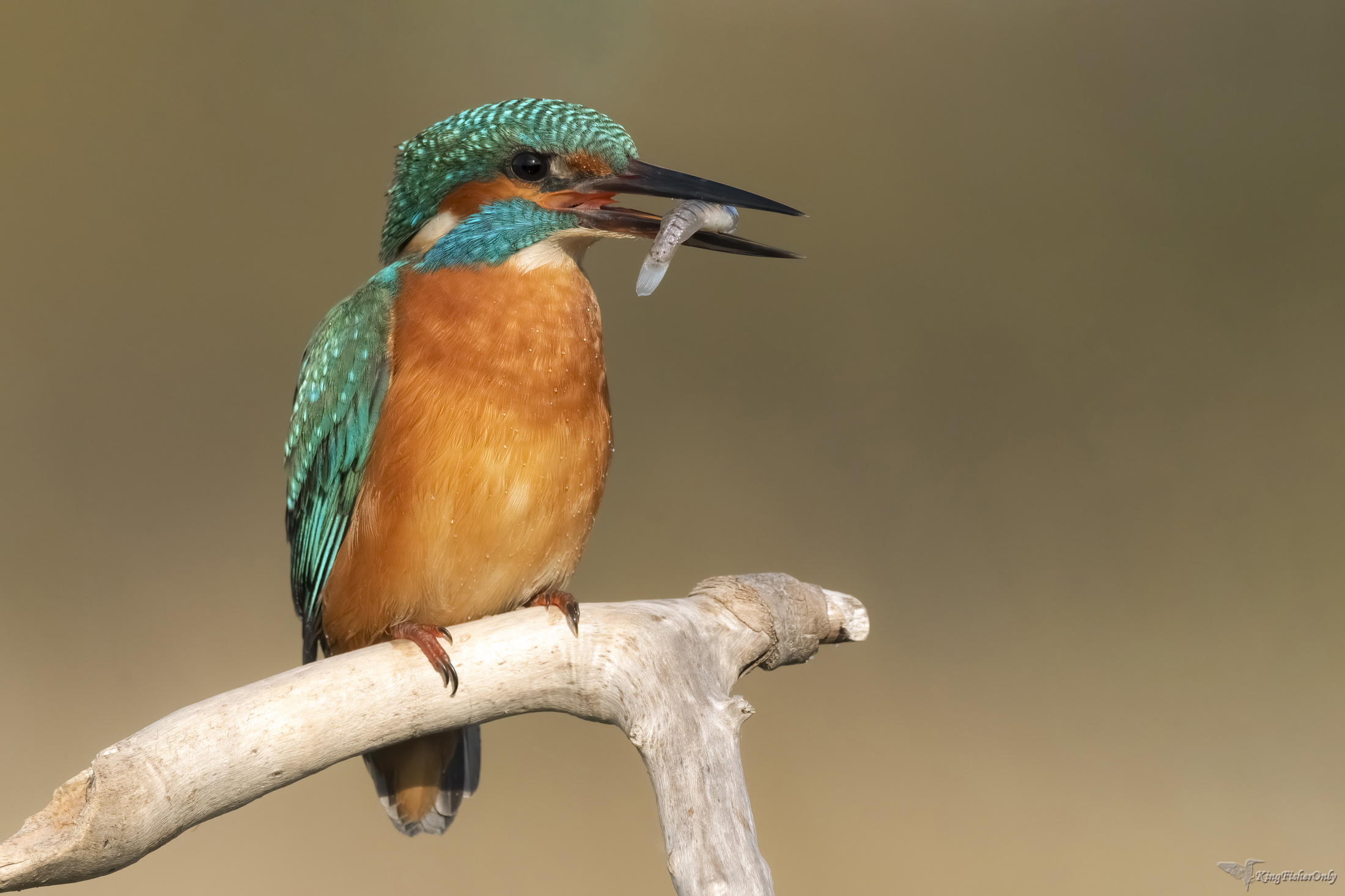 Kingfisher