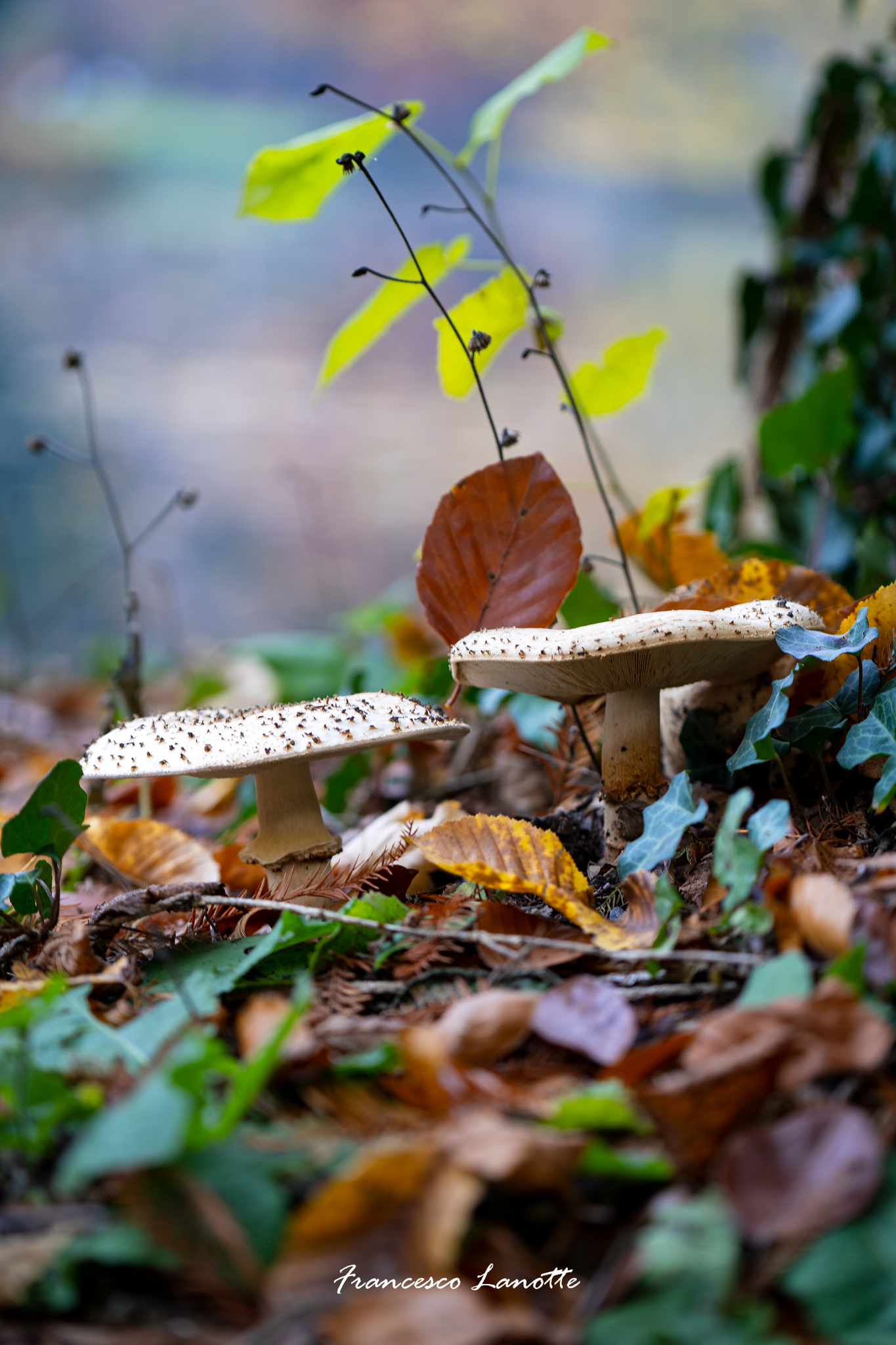 Spuntano come funghi...