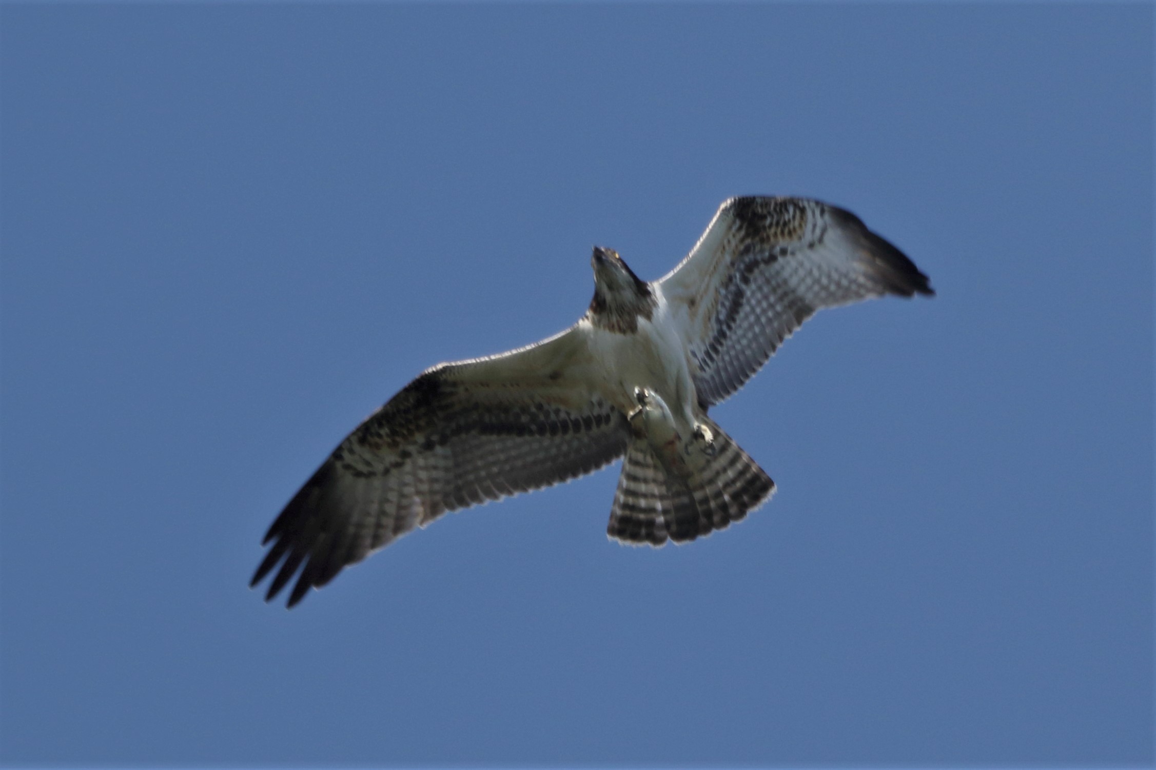 Osprey with prey 256