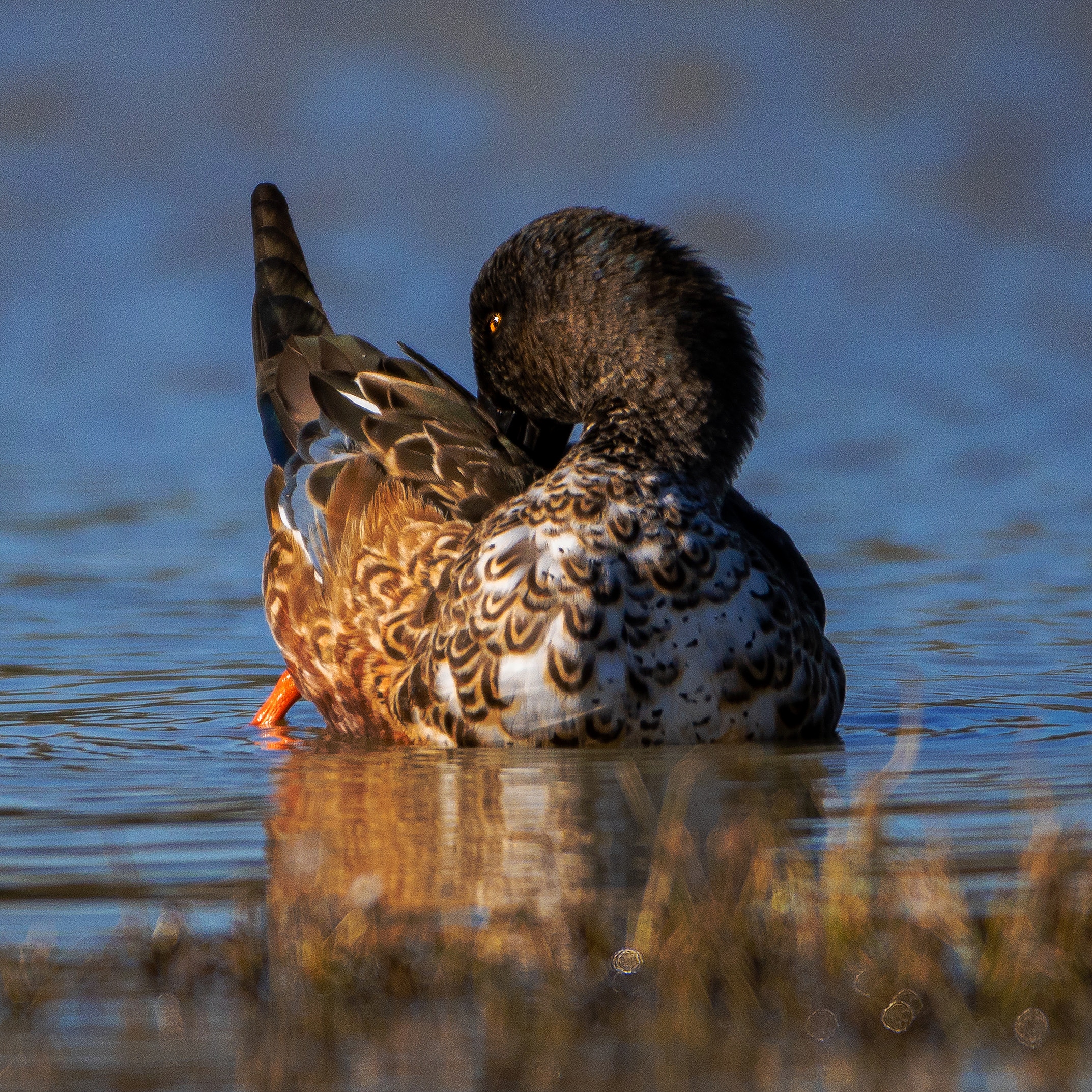 Per essere sempre elegante ...