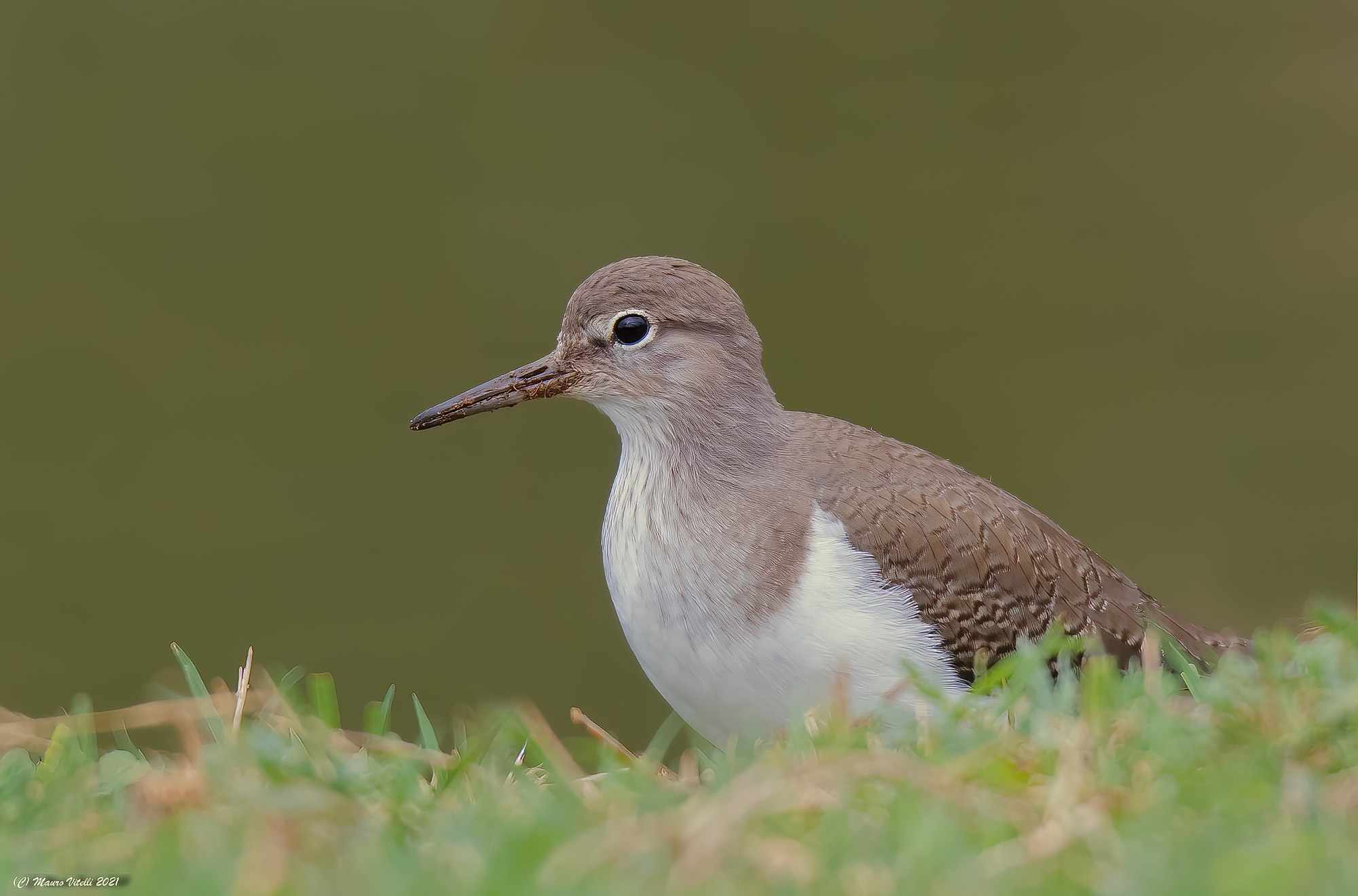 Small pyro pyro (Actitis hypoleucos)