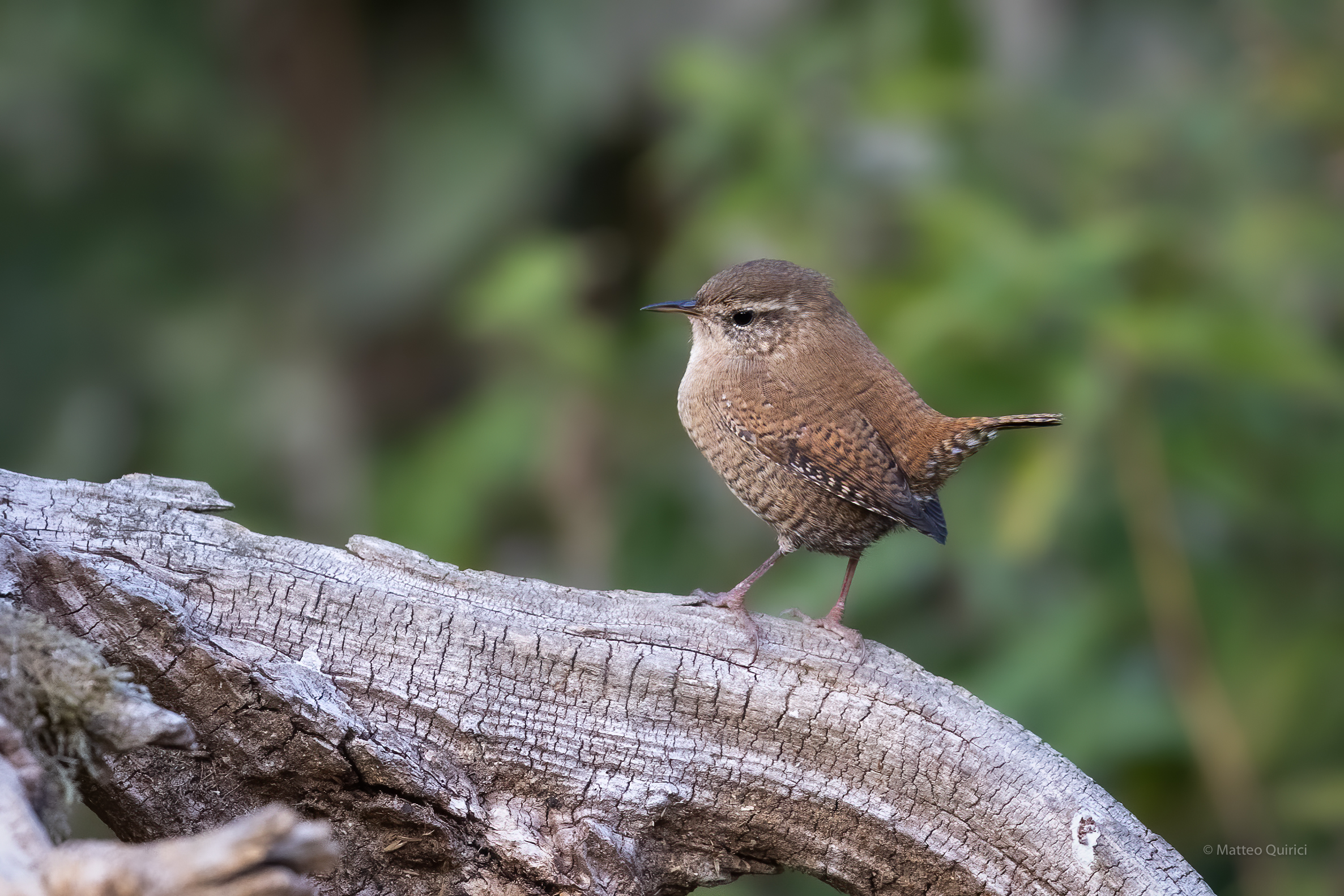 Wren