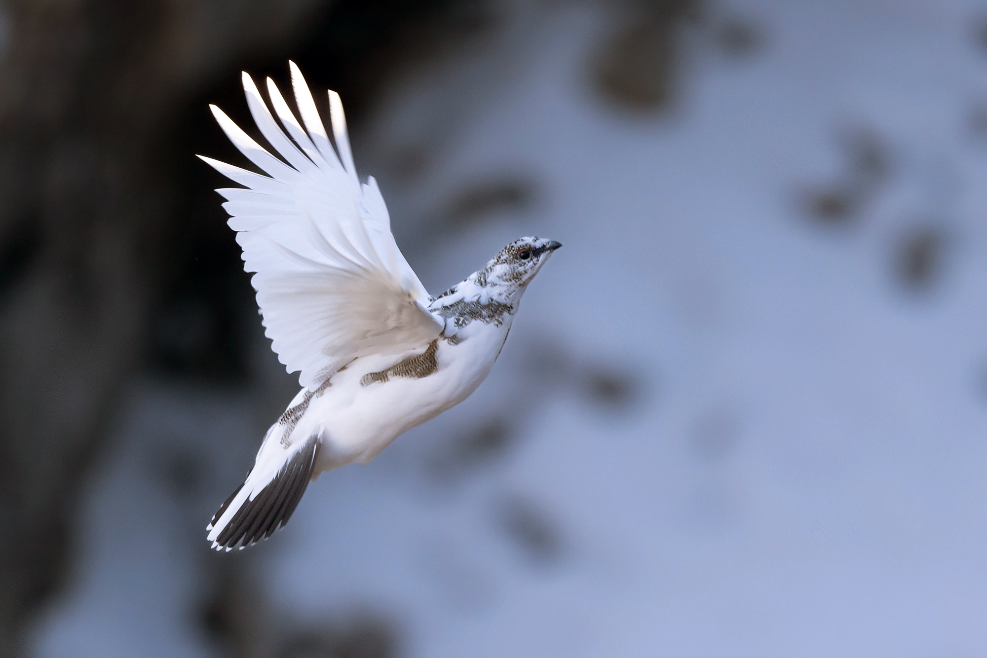 Il volo della bianca