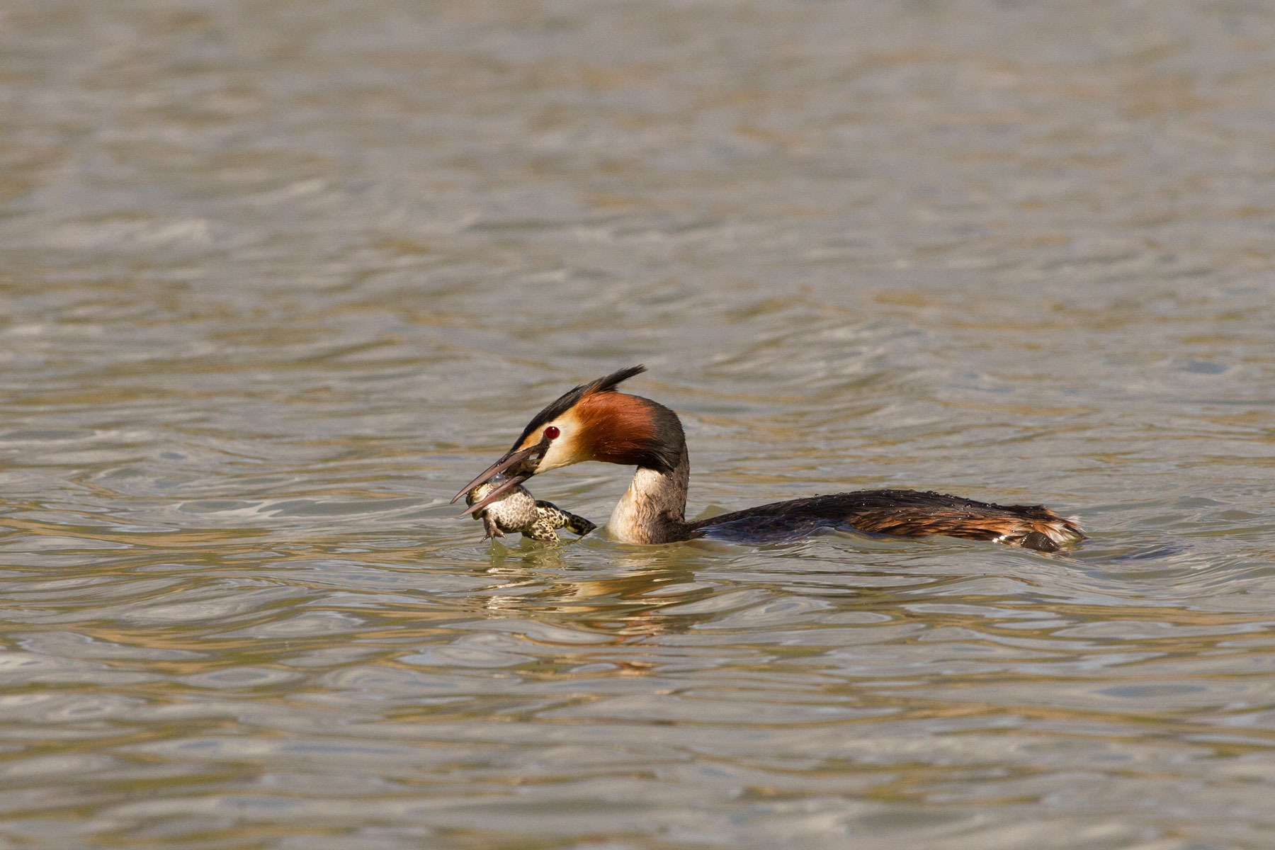 Grebe with Frog