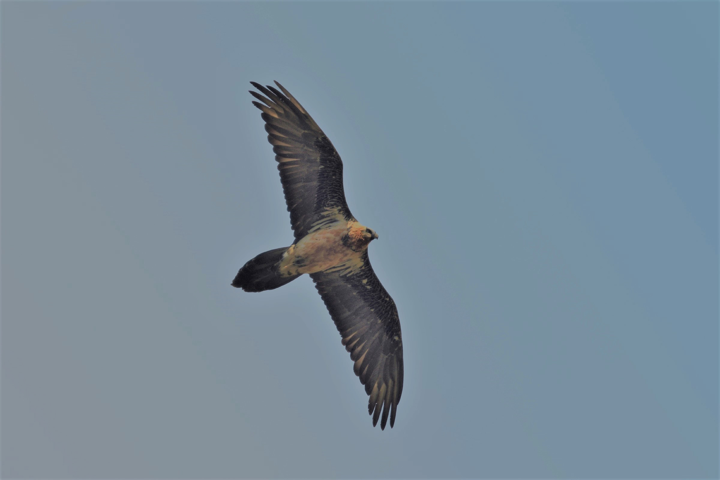 Bearded Vulture