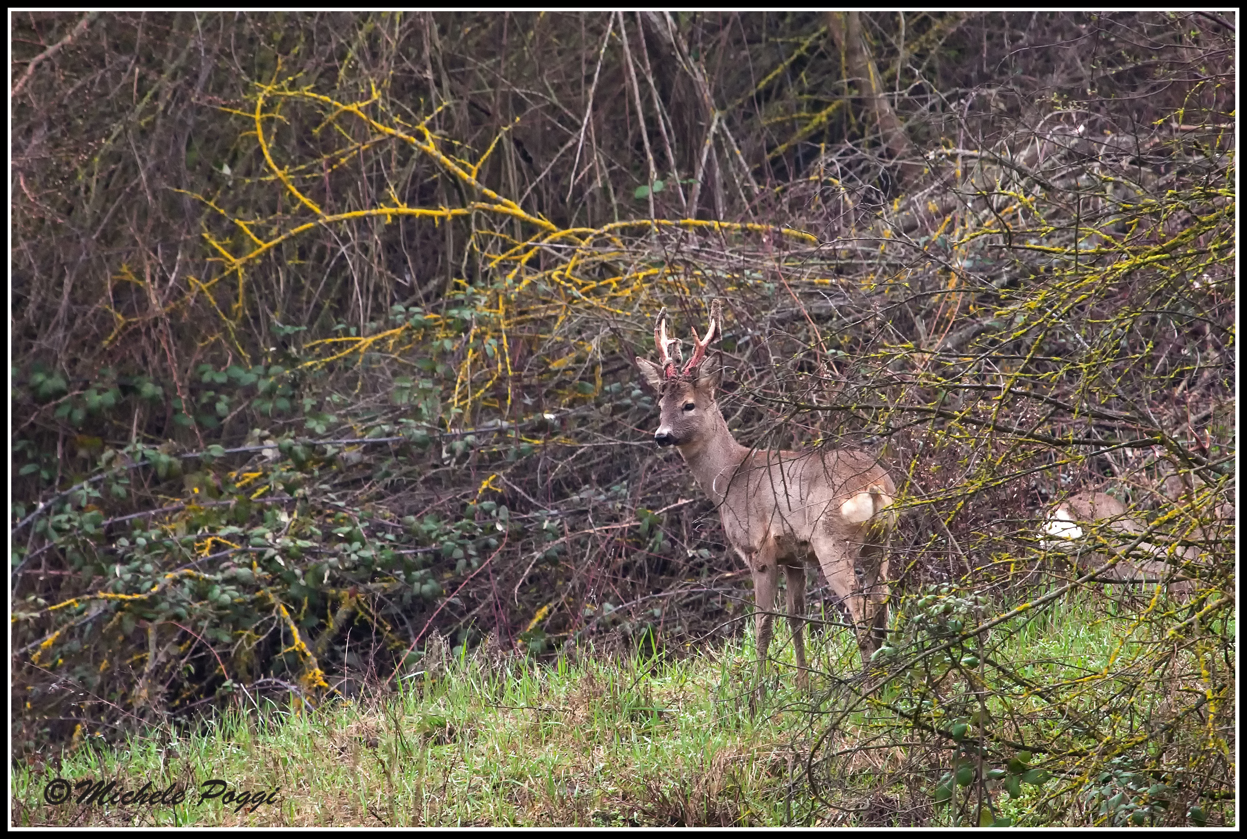The velvet leaves ....