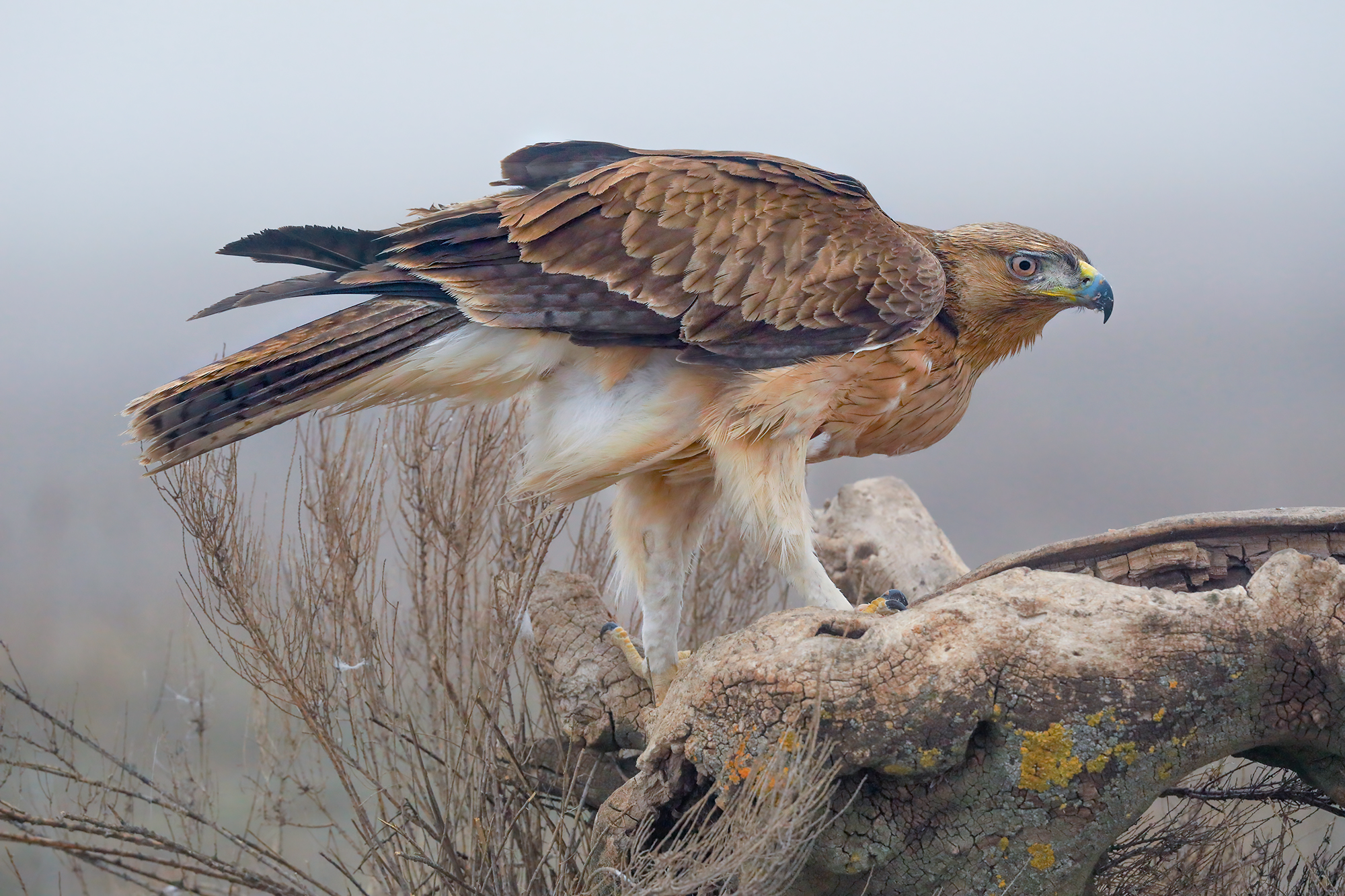 aquila del bonelli quando è giovane