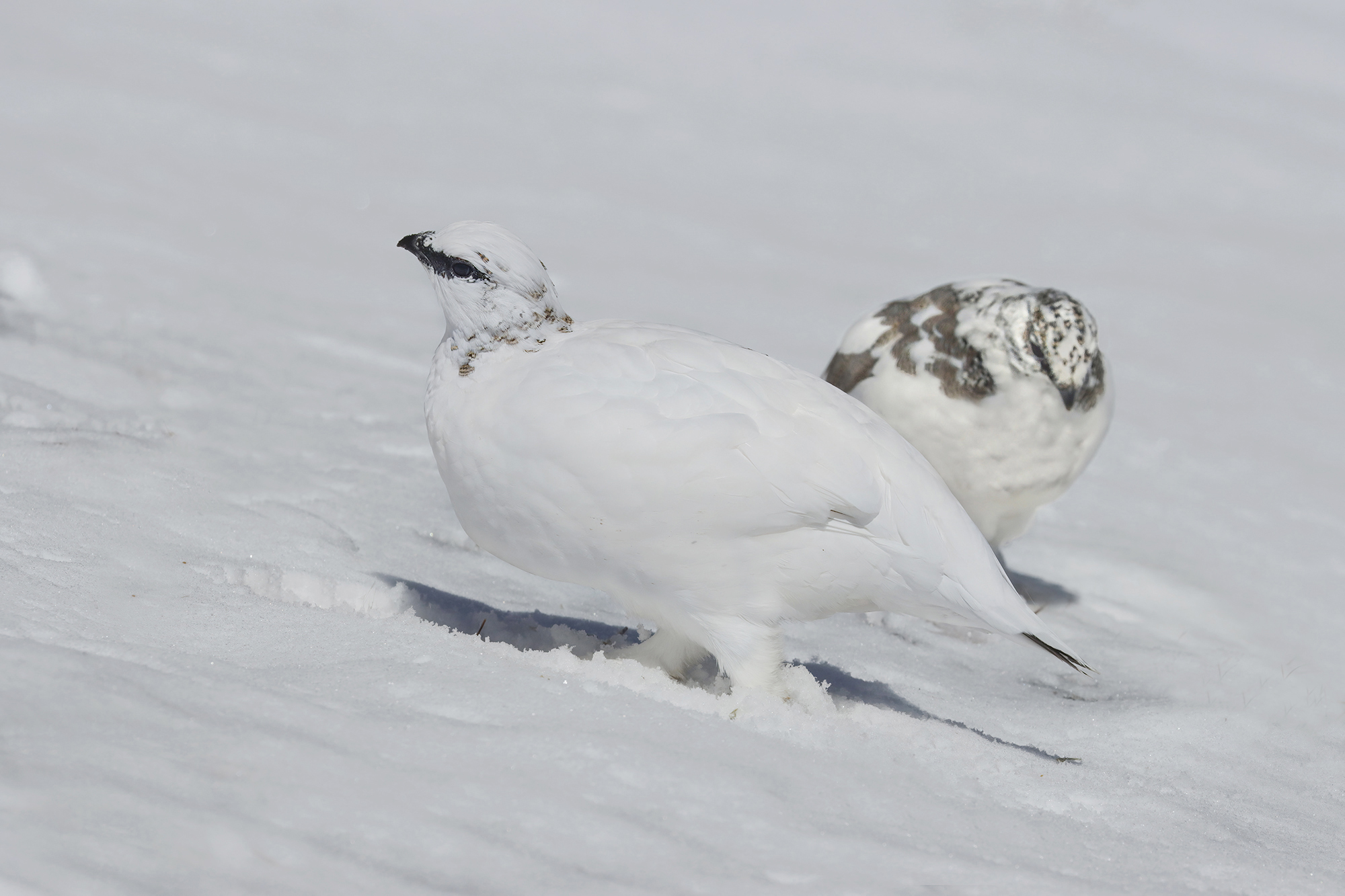 gioco di bianchi con pernici