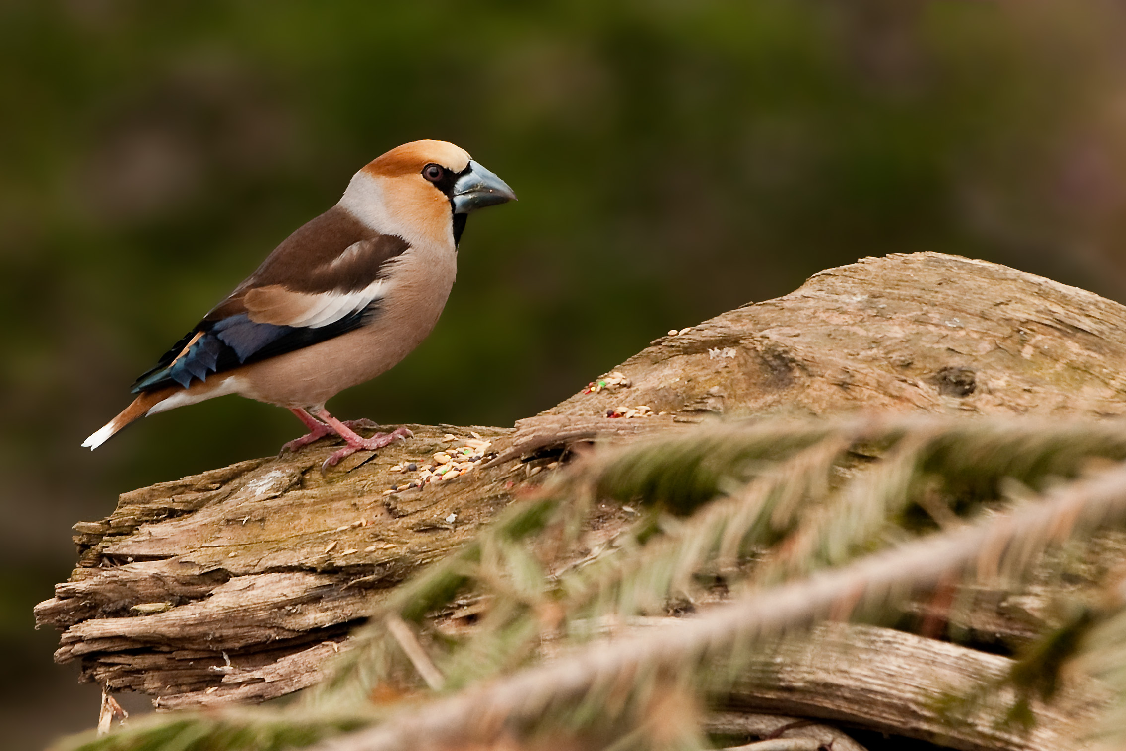 Hawfinch