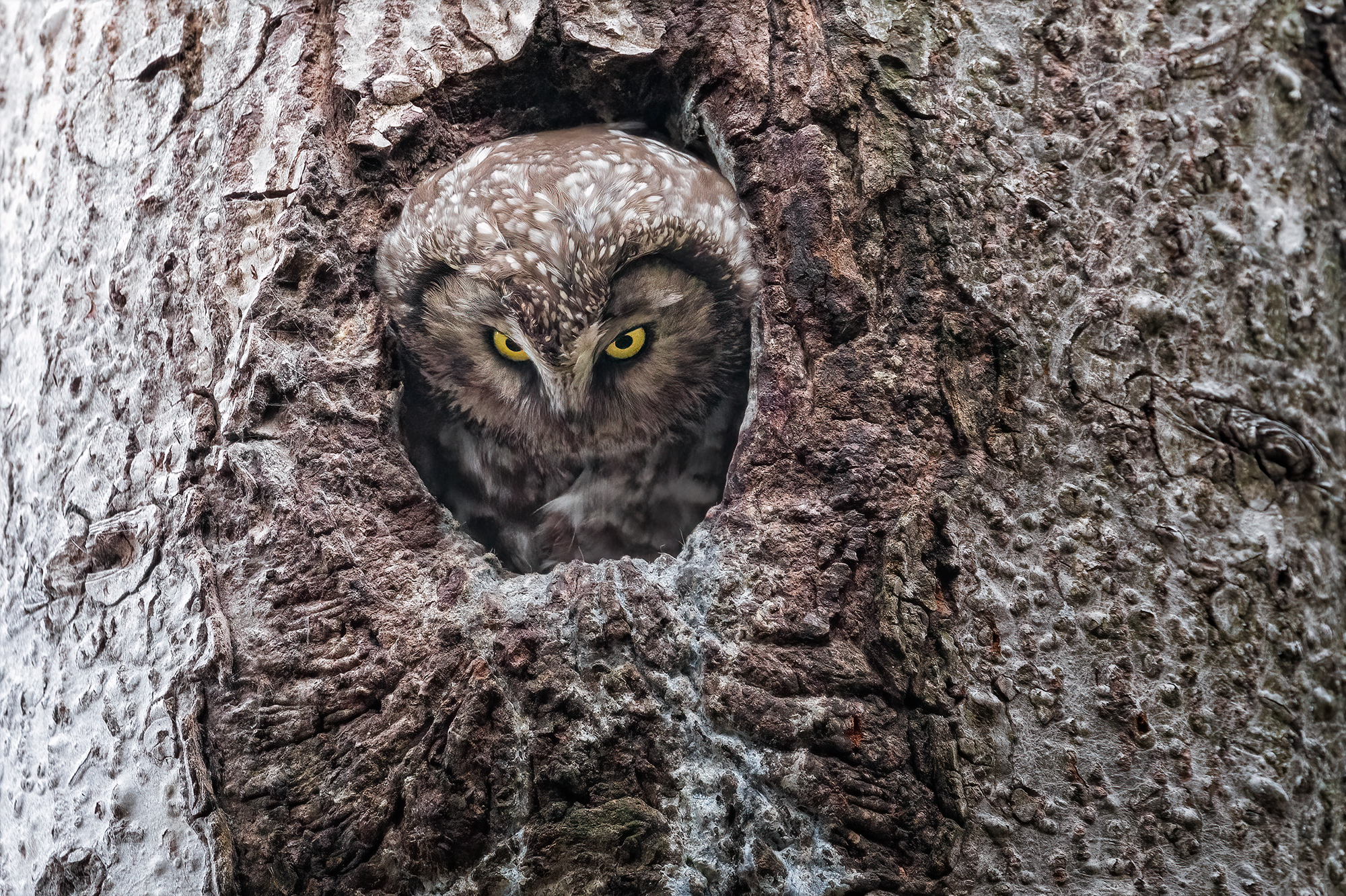 "Chi ha osato bussare al mio albero?!!"