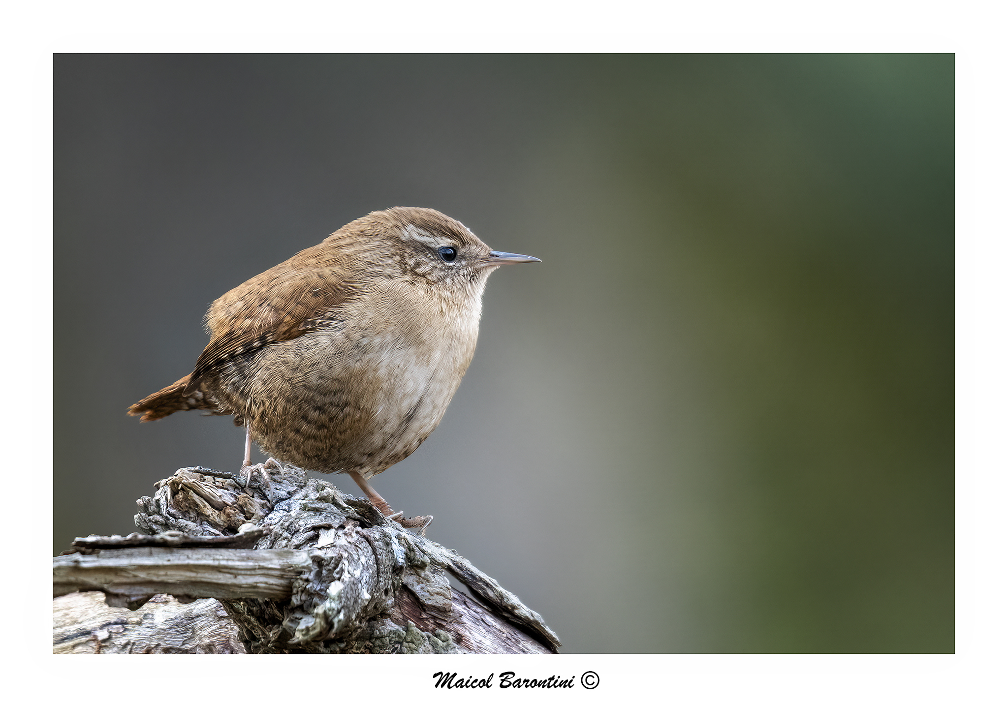 Wren