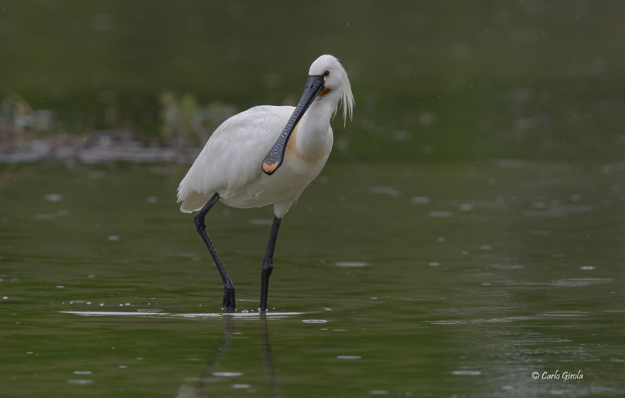 Spatola (Platalea leucorodia)