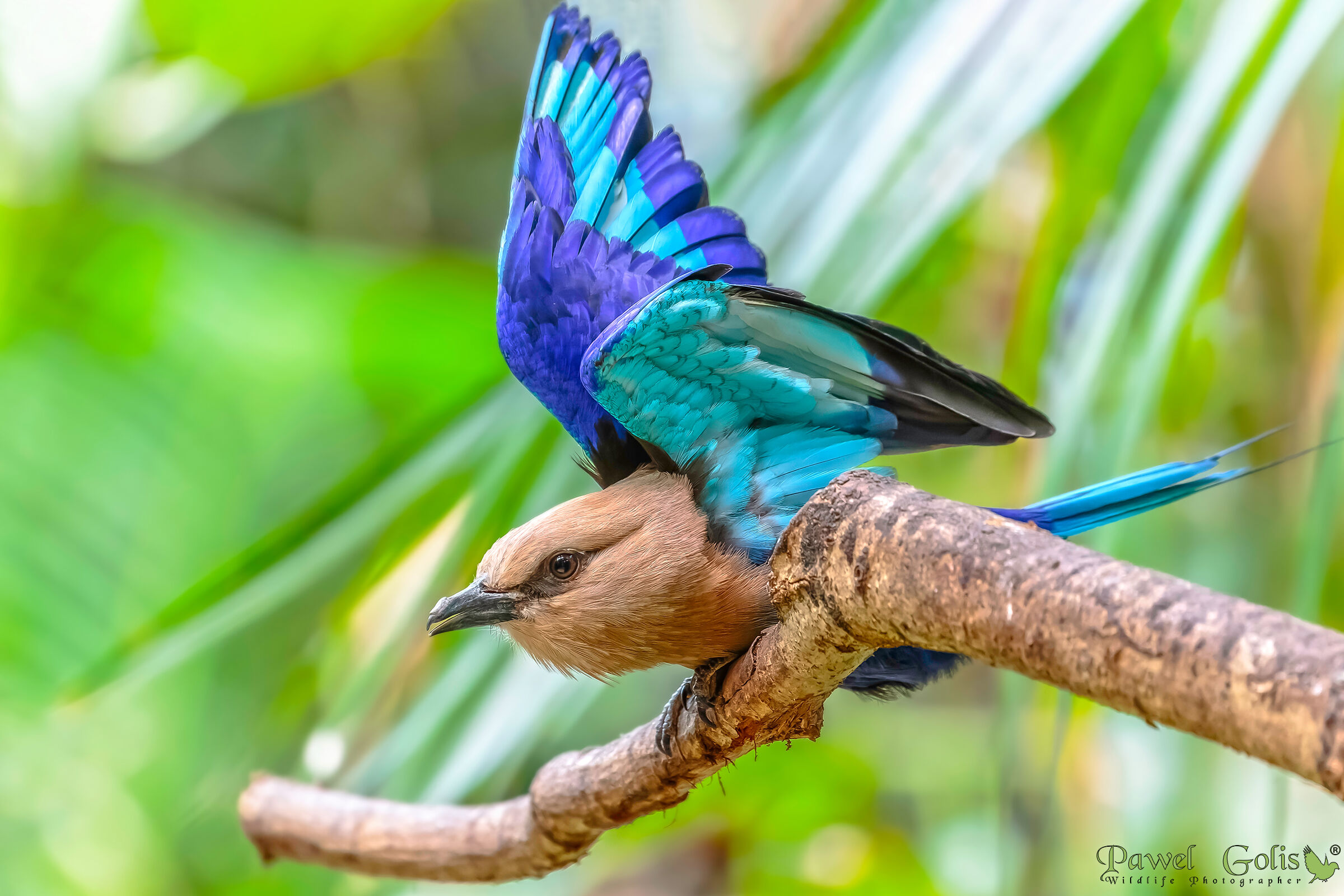 Blue-bellied roller (Coracias cyanogaster)