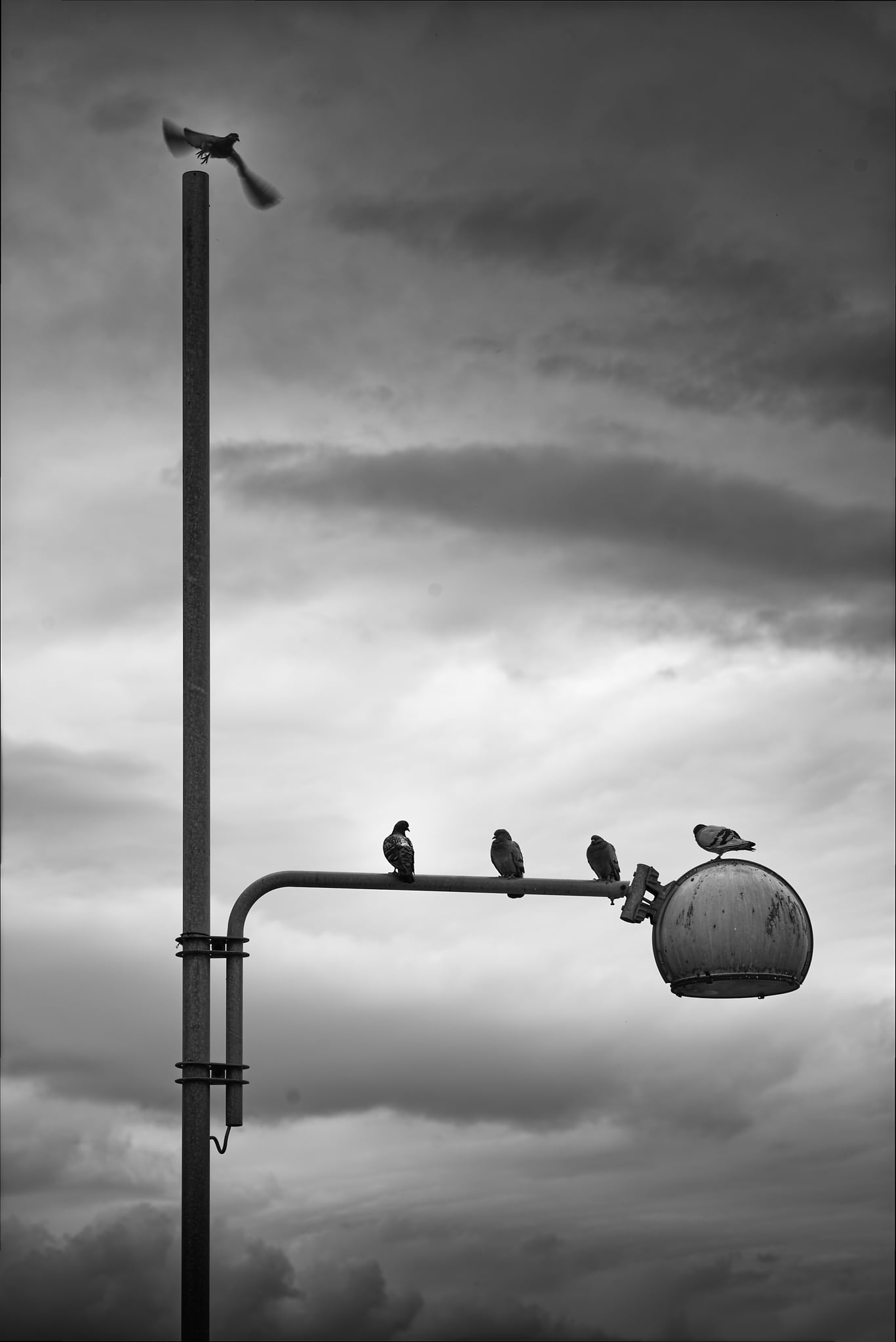 Birds