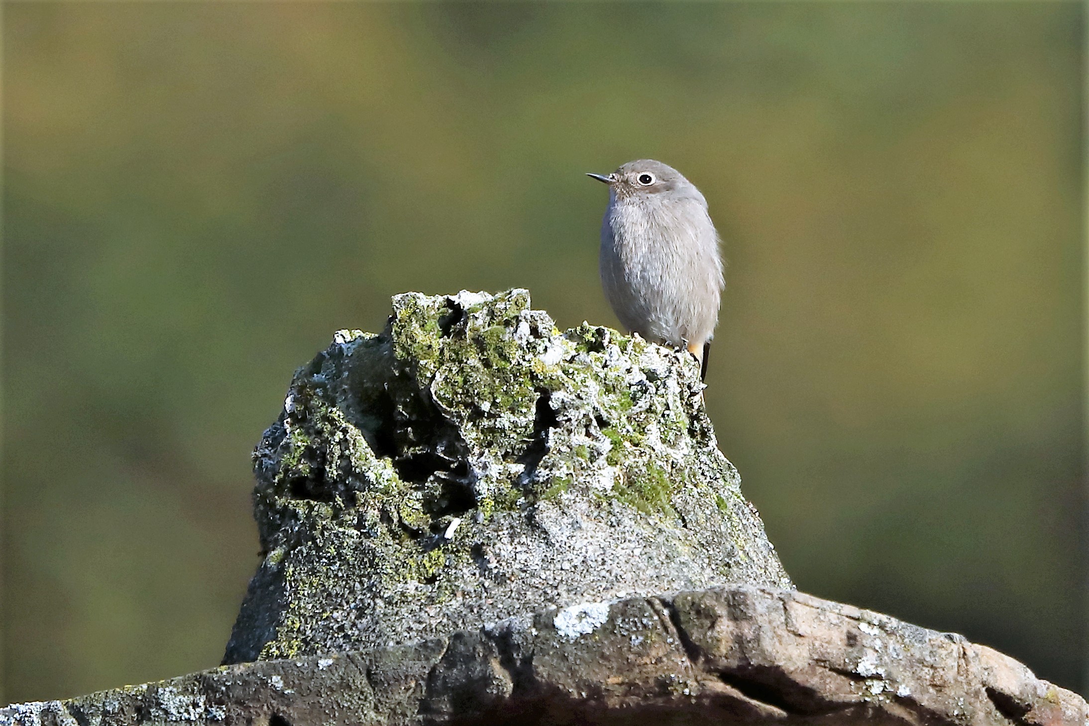 Black redstart